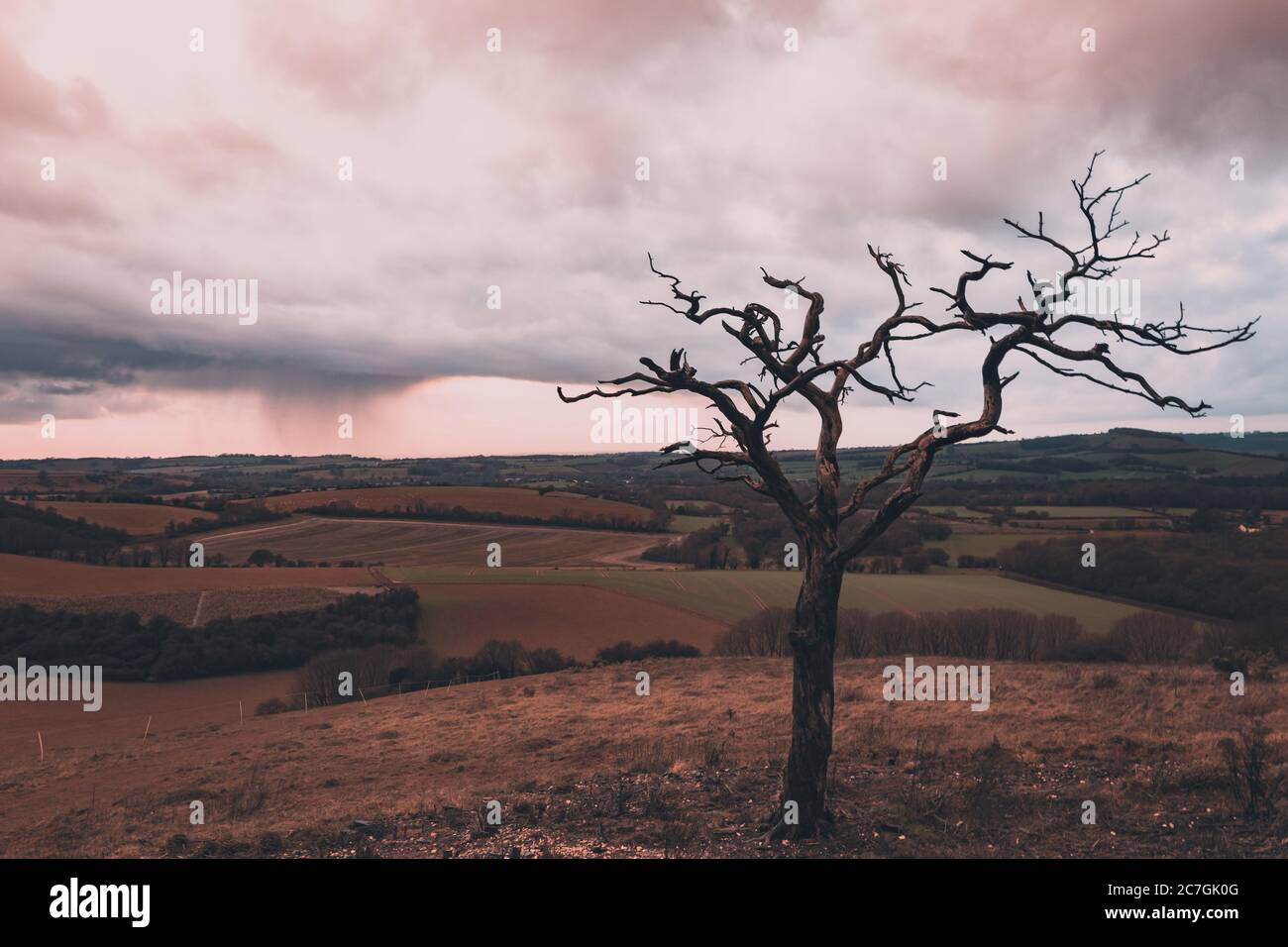 Un arbre isolé sur une colline avec des nuages de pluie et de tempête en arrière-plan, Old Winchester Hill, Hampshire, Royaume-Uni Banque D'Images