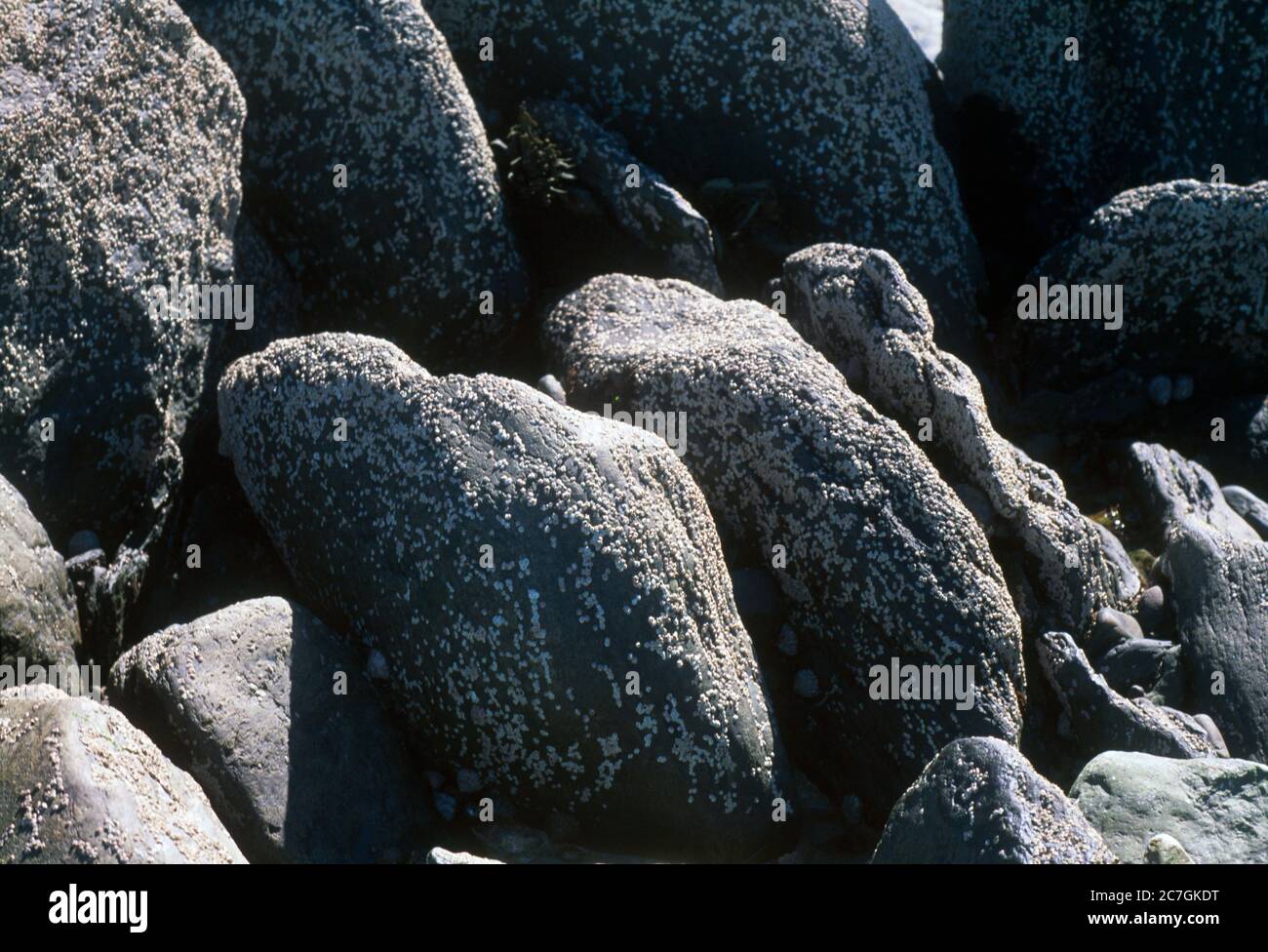 Devon England Lynmouth Rocks sur la plage Banque D'Images