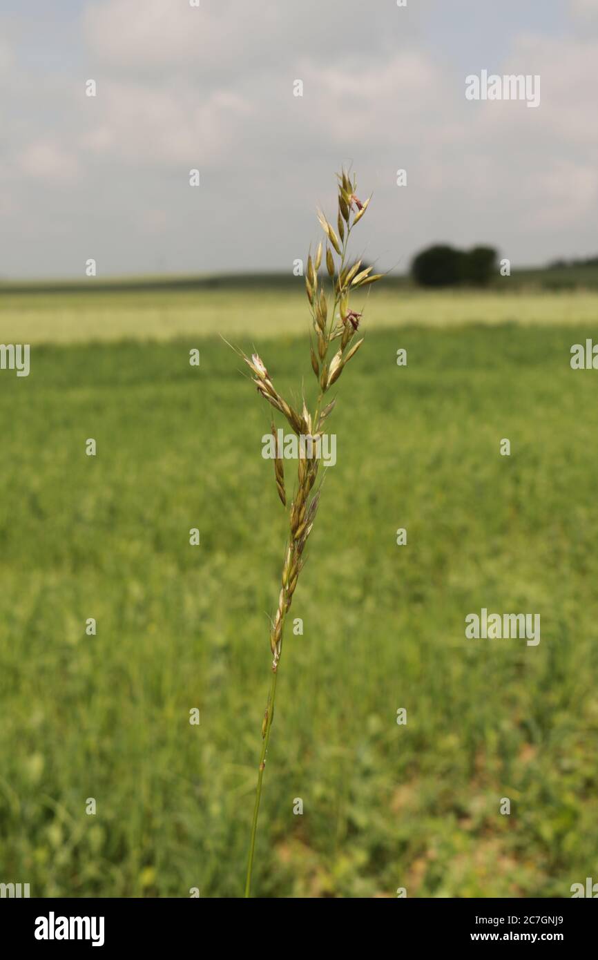 Oreille de mil mûrissant au début de l'été Banque D'Images
