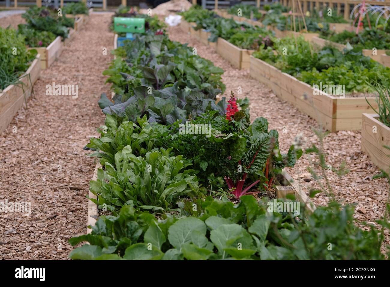 Jardin aquatique urbain avec kale, bananes, brocoli, bananes, maïs, plantes en pot et une variété de fleurs Banque D'Images