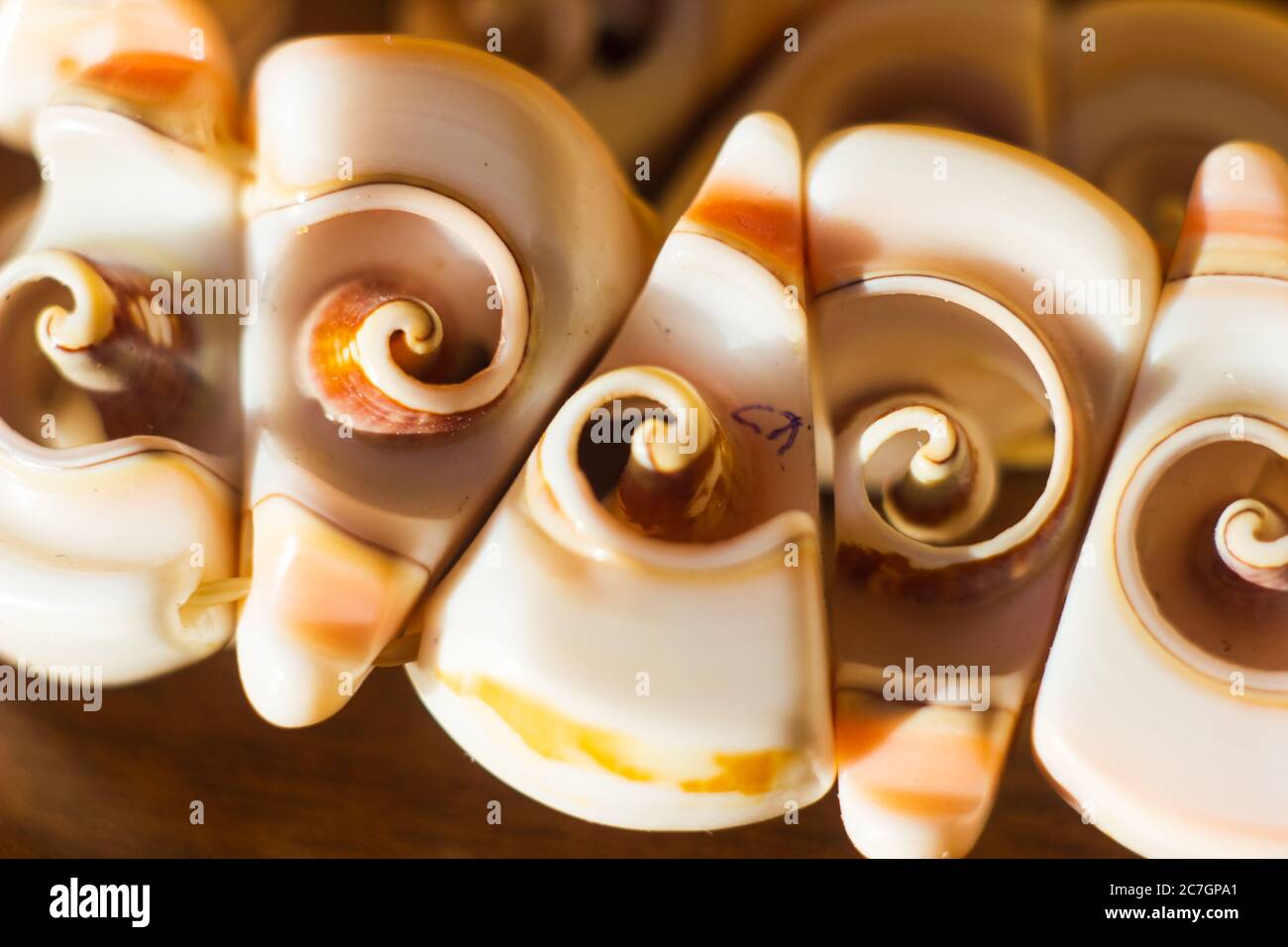 les barres de chocolat ressemblent à des escargots de mer sur fond blanc Banque D'Images