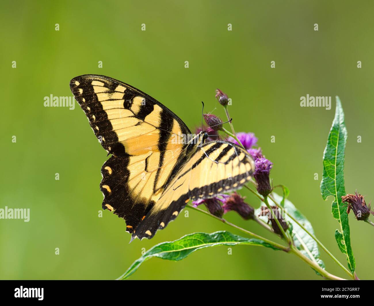 Gros plan d'un papillon noir et jaune sur une fleur avec un arrière-plan flou Banque D'Images