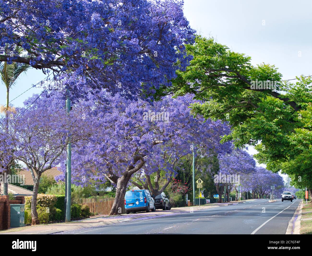 Jacaranda arbres à Toowoomba, QLD , Australie Banque D'Images