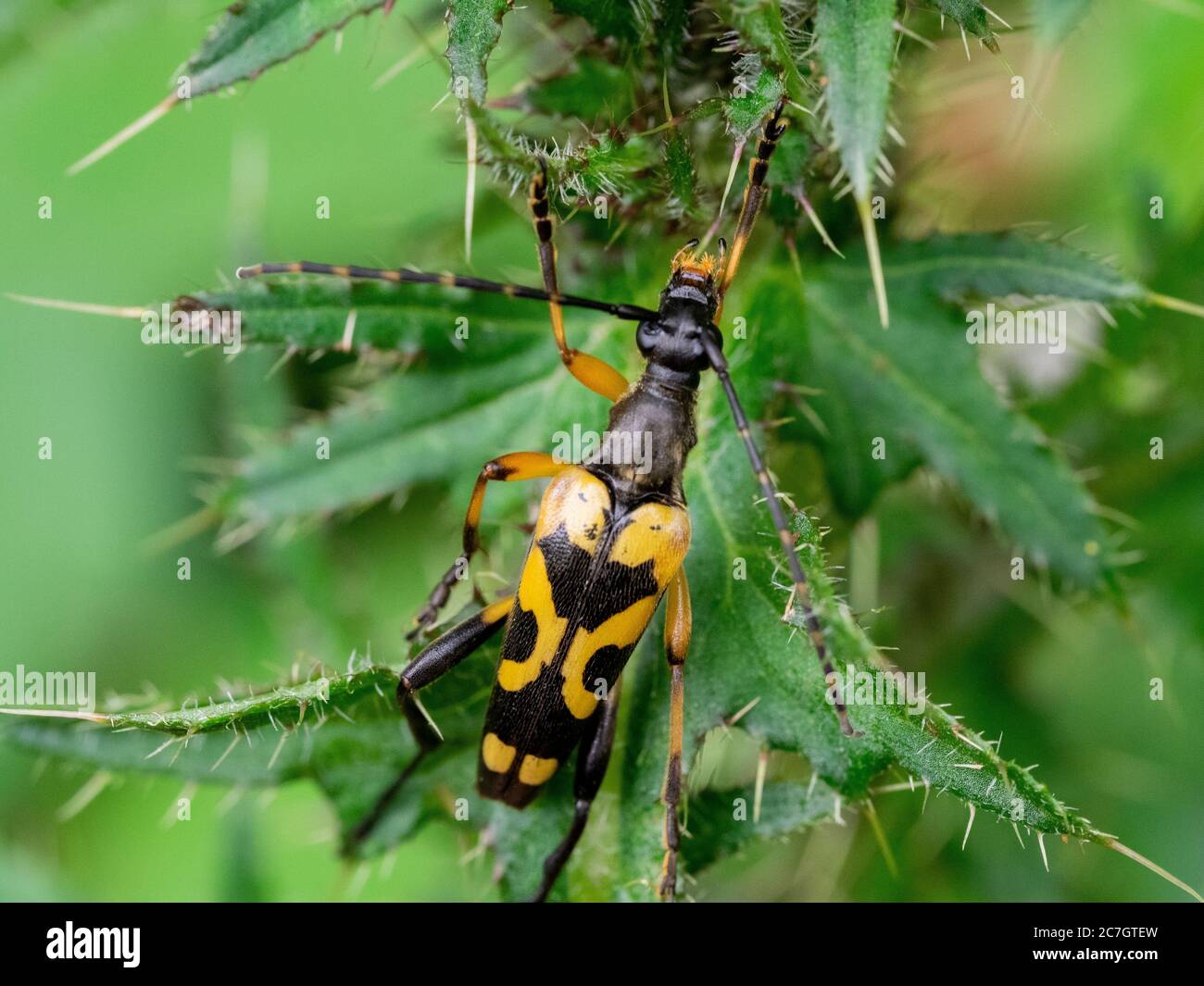 Rutpela maculata, Cerambycidae, coléoptère noir et jaune du longhorn sur un chardon, Cornwall, Royaume-Uni Banque D'Images