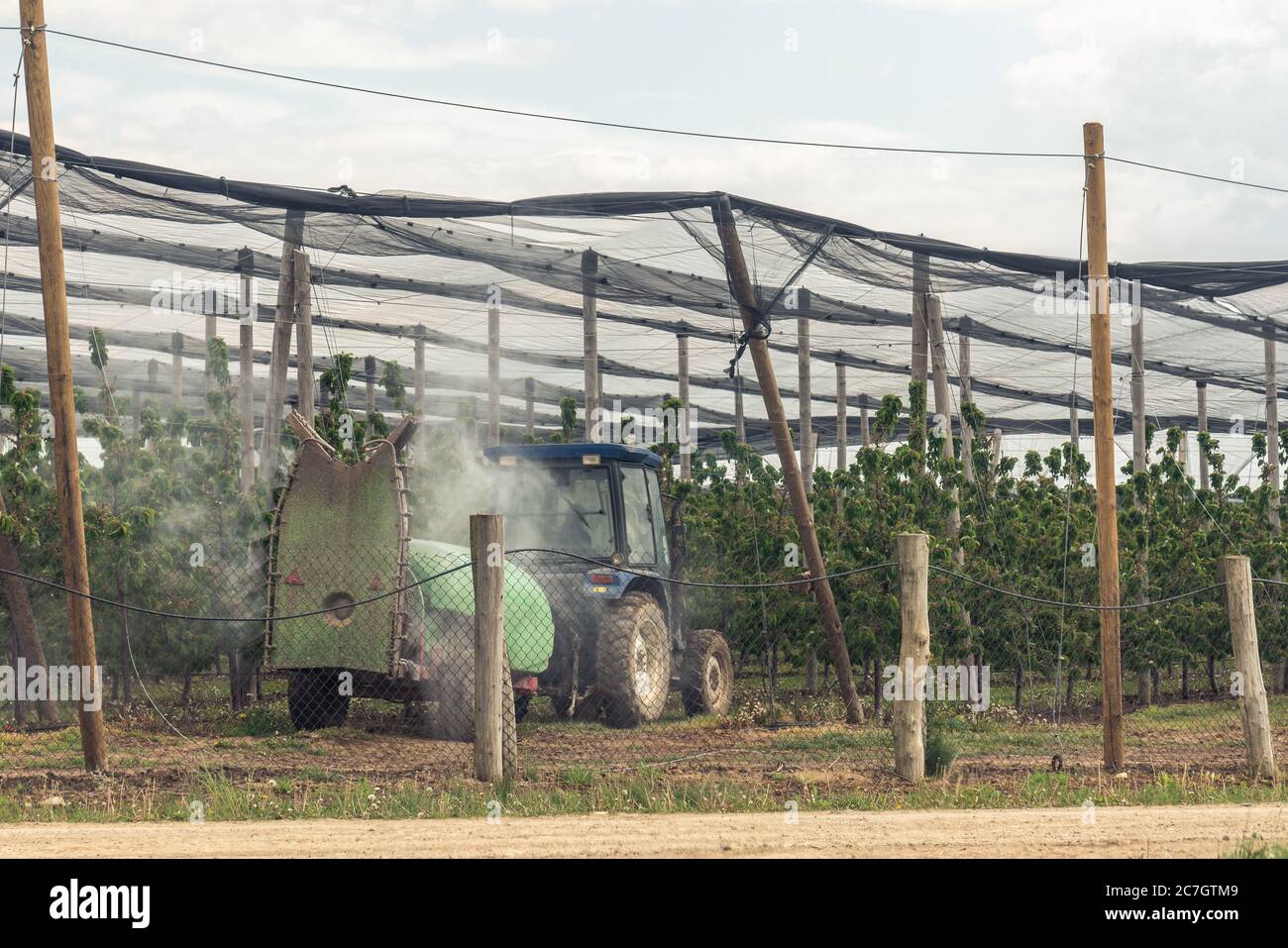 Un tracteur rouge fertilise entre les arbres fruitiers. Les machines agricoles fonctionnent au printemps Banque D'Images