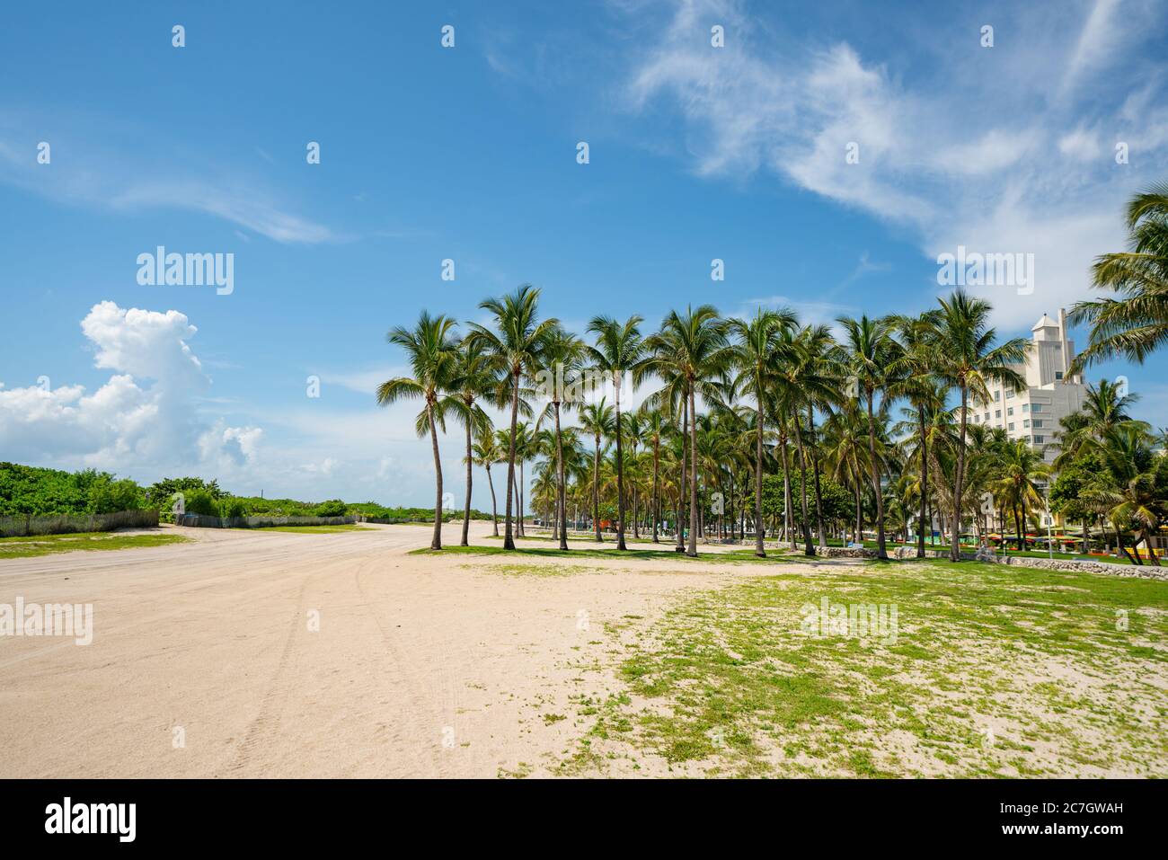 Palm Trees Miami Beach scène pas de personnes Banque D'Images