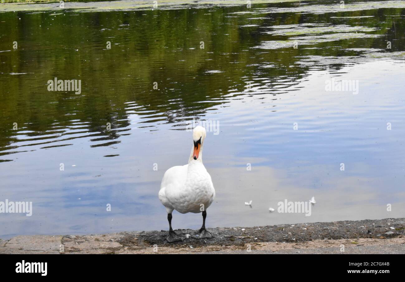Curieux, enneigé, cygne blanc debout au bord d'un étang. Banque D'Images Curieux, enneigé, cygne blanc debout au bord d'un étang. Banque D'Images