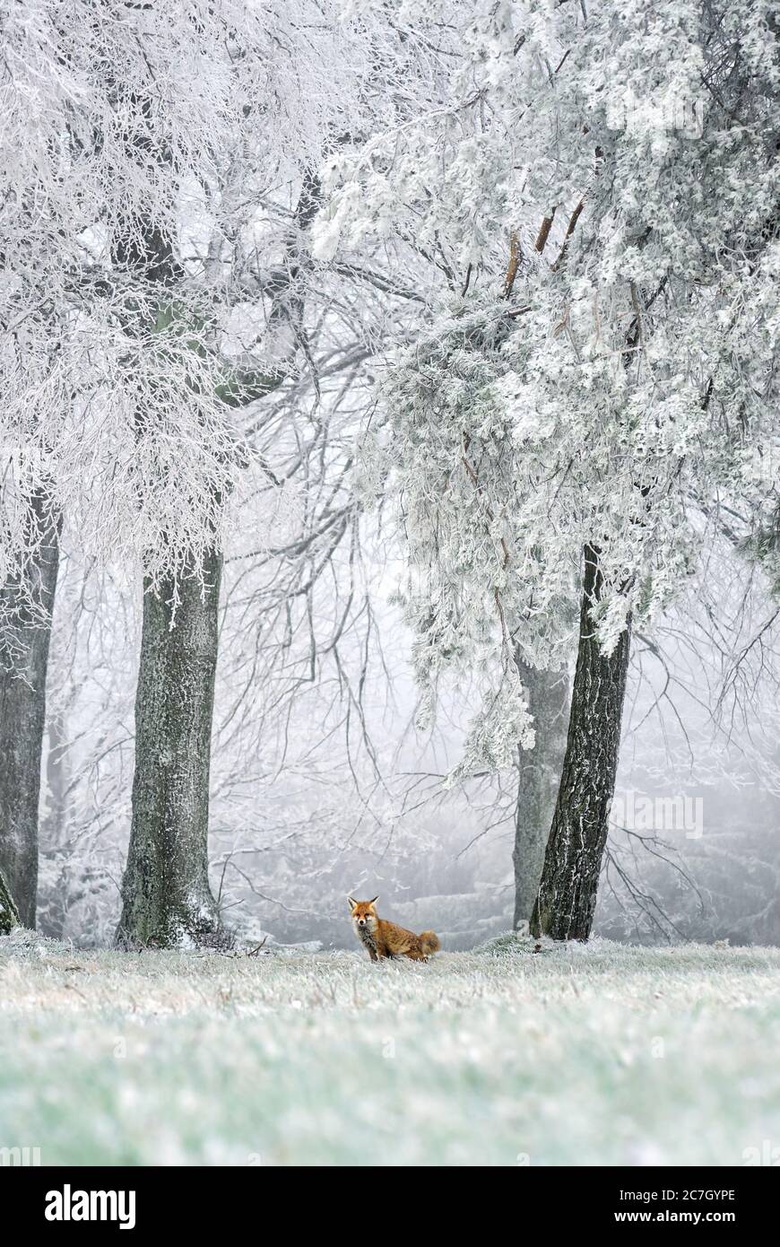 Renard rouge - Vulpes vulpes, magnifiques carnivores en hiver des forêts européennes, République tchèque. Banque D'Images