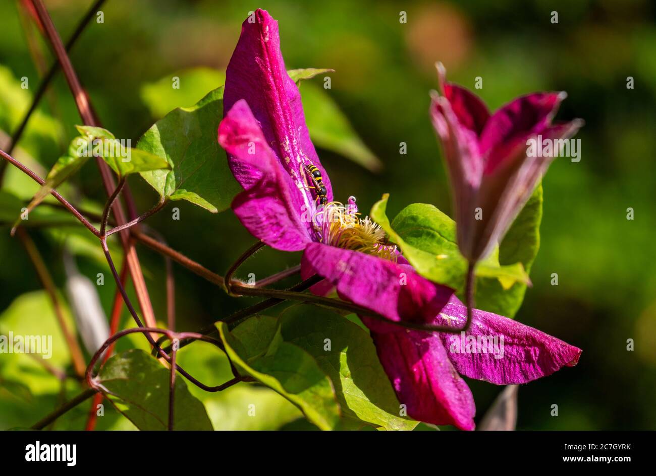 Guêpe se nourrissant du nectar de fleurs de clematis rose vif dans le jardin. Fleur grimpante d'été avec des feuilles vertes fraîches, le doigt jaune étamine une nouvelle croissance Banque D'Images