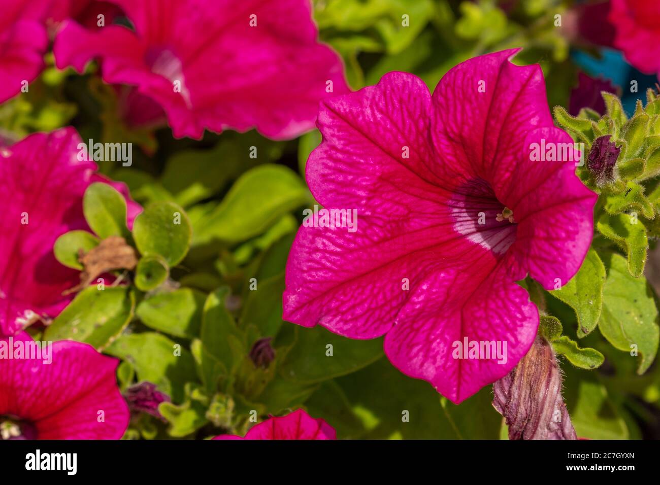 Fleur rose vif pétunia 'Surfinia' avec gros plan de pétales de velours. La cerise colorée fleurit dans le jardin d'été Banque D'Images