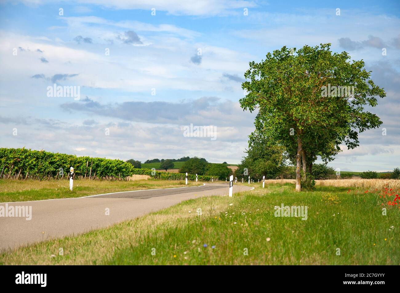 Paysage campagne route arbre vert ciel Banque D'Images