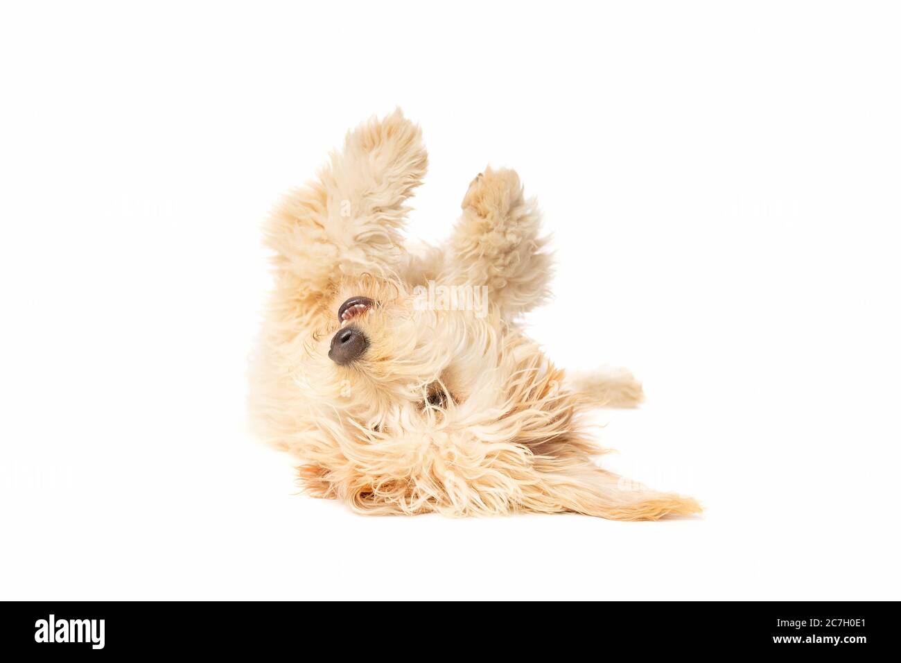 Un doré moyen en face d'un fond blanc Banque D'Images