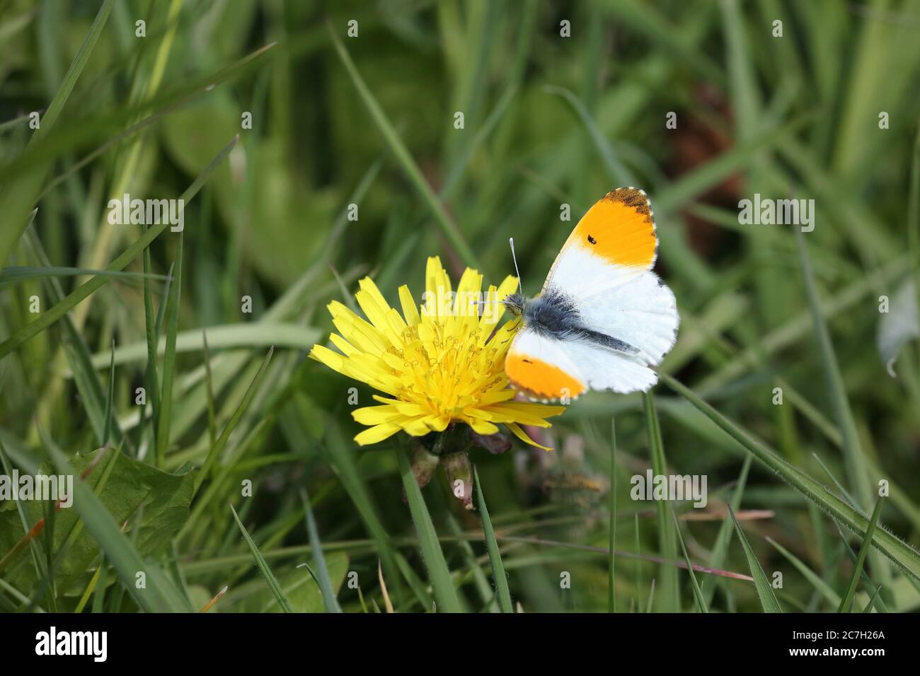 Gros plan d'un papillon à pointe orange reposant sur un pissenlit. Banque D'Images