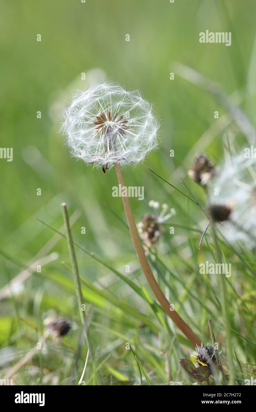 Gros plan d'une graine de Dandelion sur une prairie d'herbe. Comté de Durham, Angleterre, Royaume-Uni. Banque D'Images