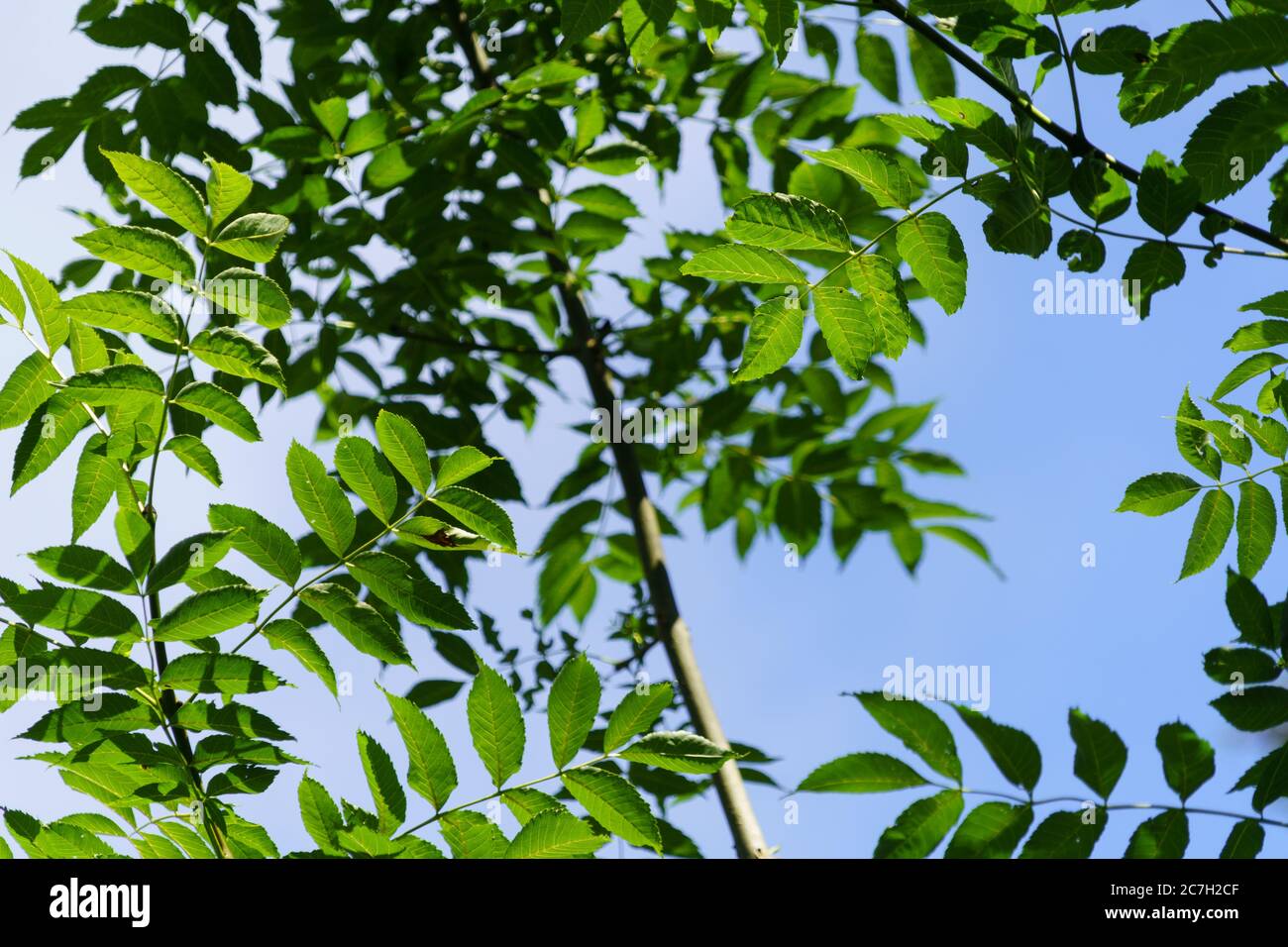 Des feuilles vertes luxuriantes ensoleillées et un ciel bleu clair. Banque D'Images