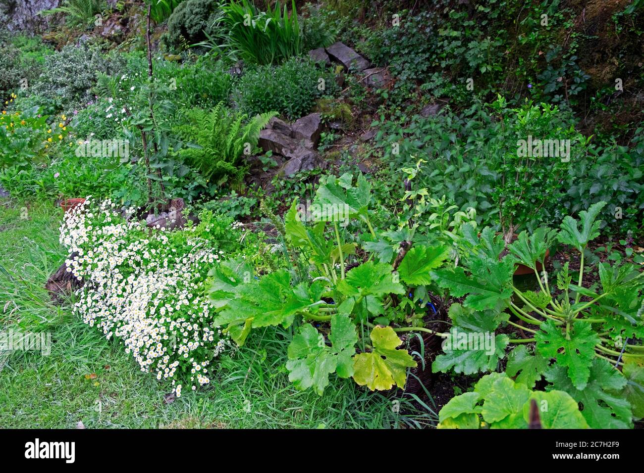 Courgette zucchini plantes qui poussent à côté de fleurs sauvages de févreux blanc En jardin fleuri en été Carmarthenshire pays de Galles Royaume-Uni KATHY DEWITT Banque D'Images