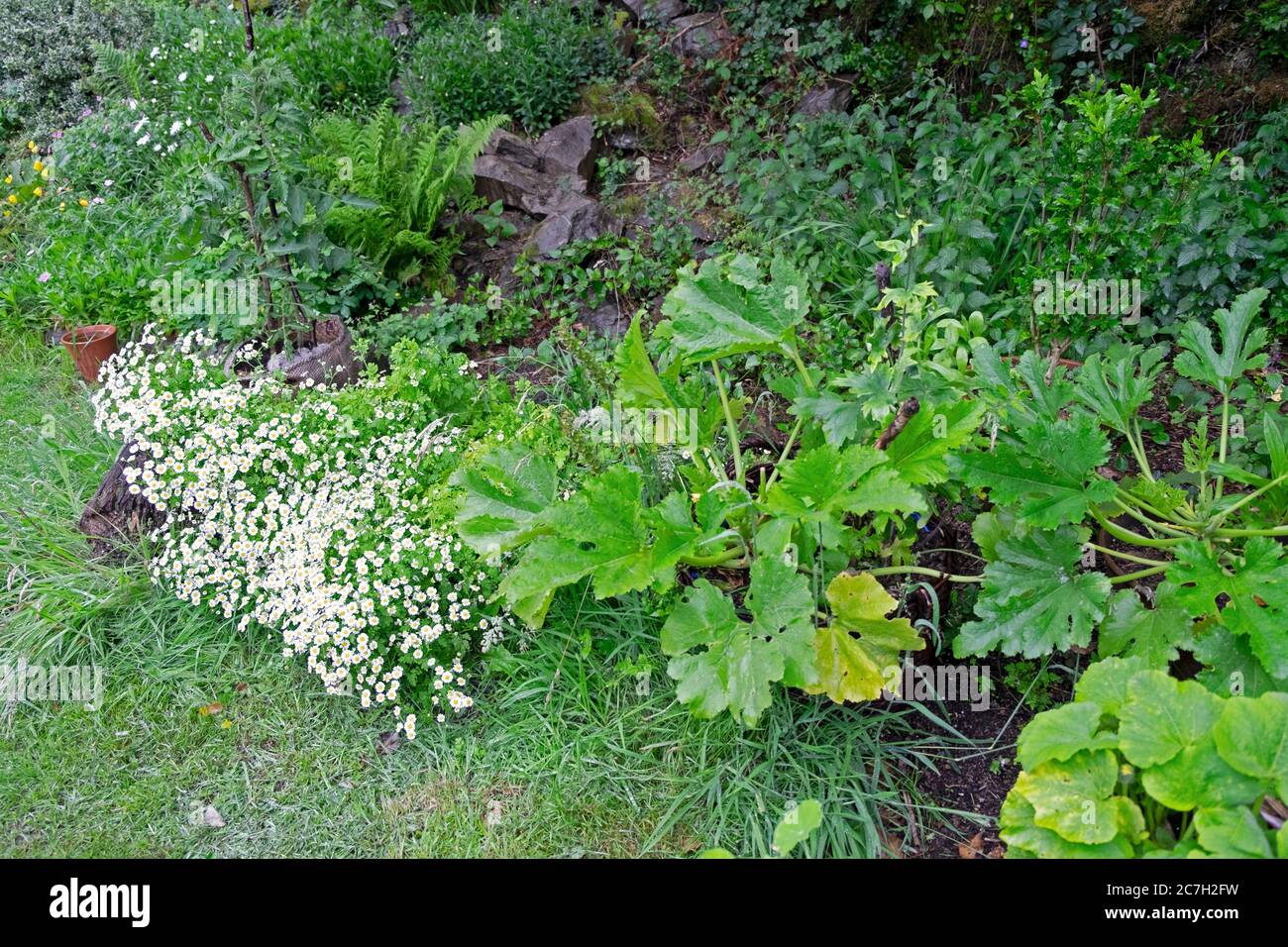 Courgette zuchini plantes poussant à côté de l'herbe blanche de févard en fleur dans un jardin d'arrière-cour en été Carmarthenshire pays de Galles Royaume-Uni KATHY DEWITT Banque D'Images