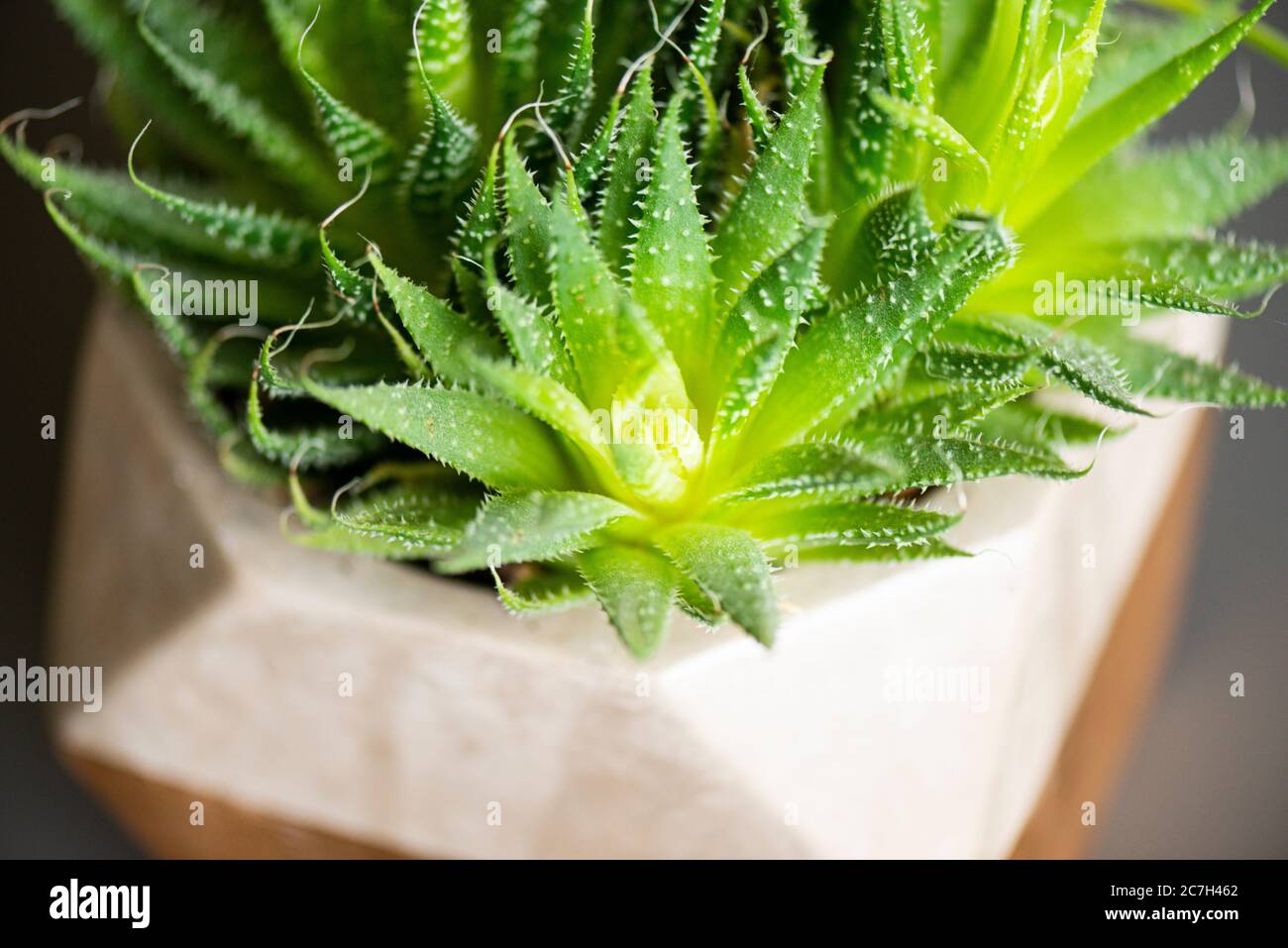 Un aloès de dentelle (Aristaloe aristota) dans un pot Banque D'Images