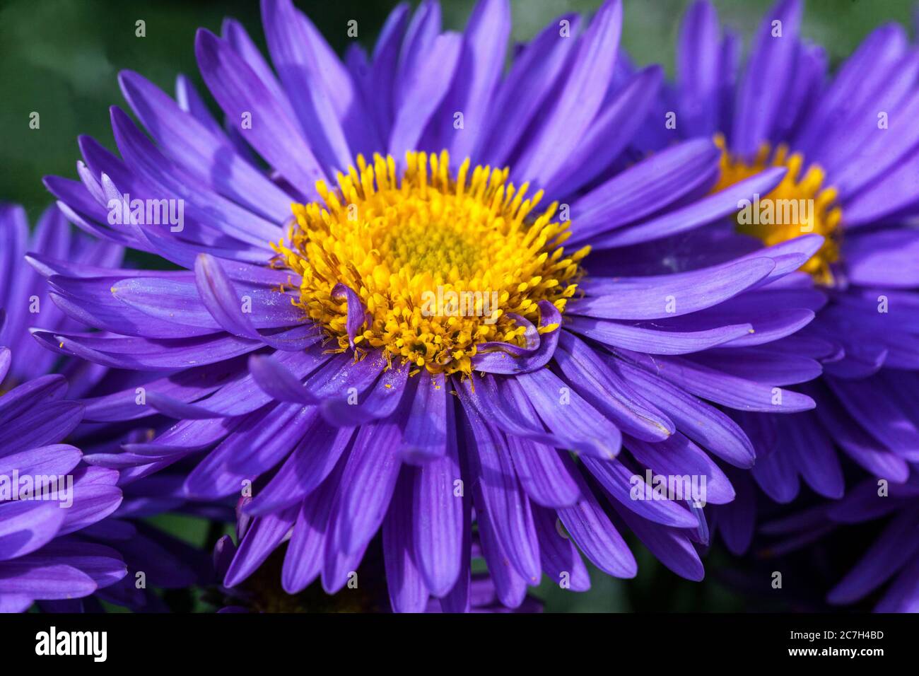 Fleur bleue Erigeron 'Dominator' Banque D'Images