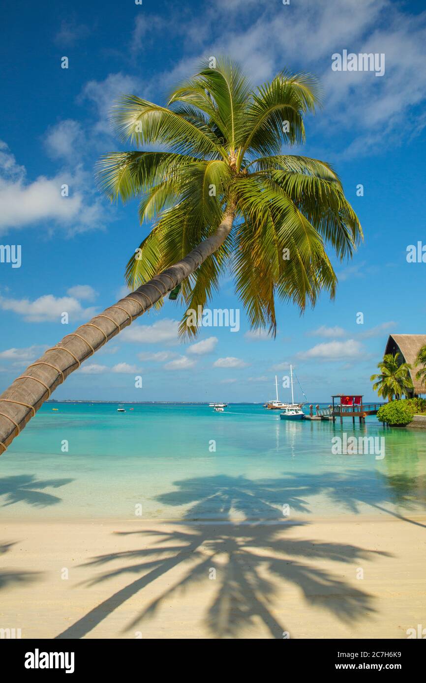 Maldives, atoll de Malé du Sud, Shangri-la's Villingili Resort & Spa, jetée de bateau, plage de palmiers, mer, détail, Banque D'Images