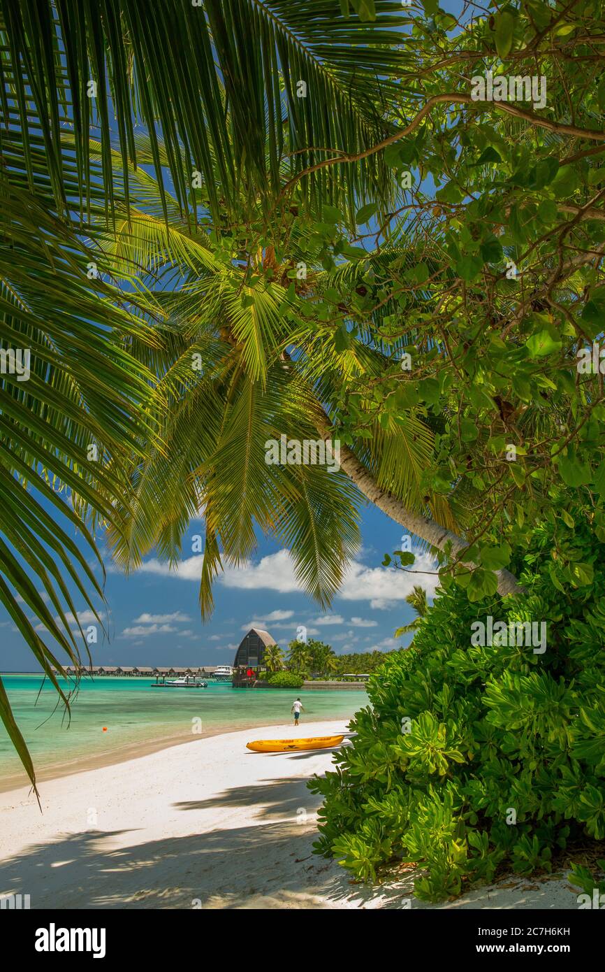 Maldives, atoll de Malé du Sud, Shangri-la's Villingili Resort & Spa, plage de palmiers, mer, détail, Banque D'Images