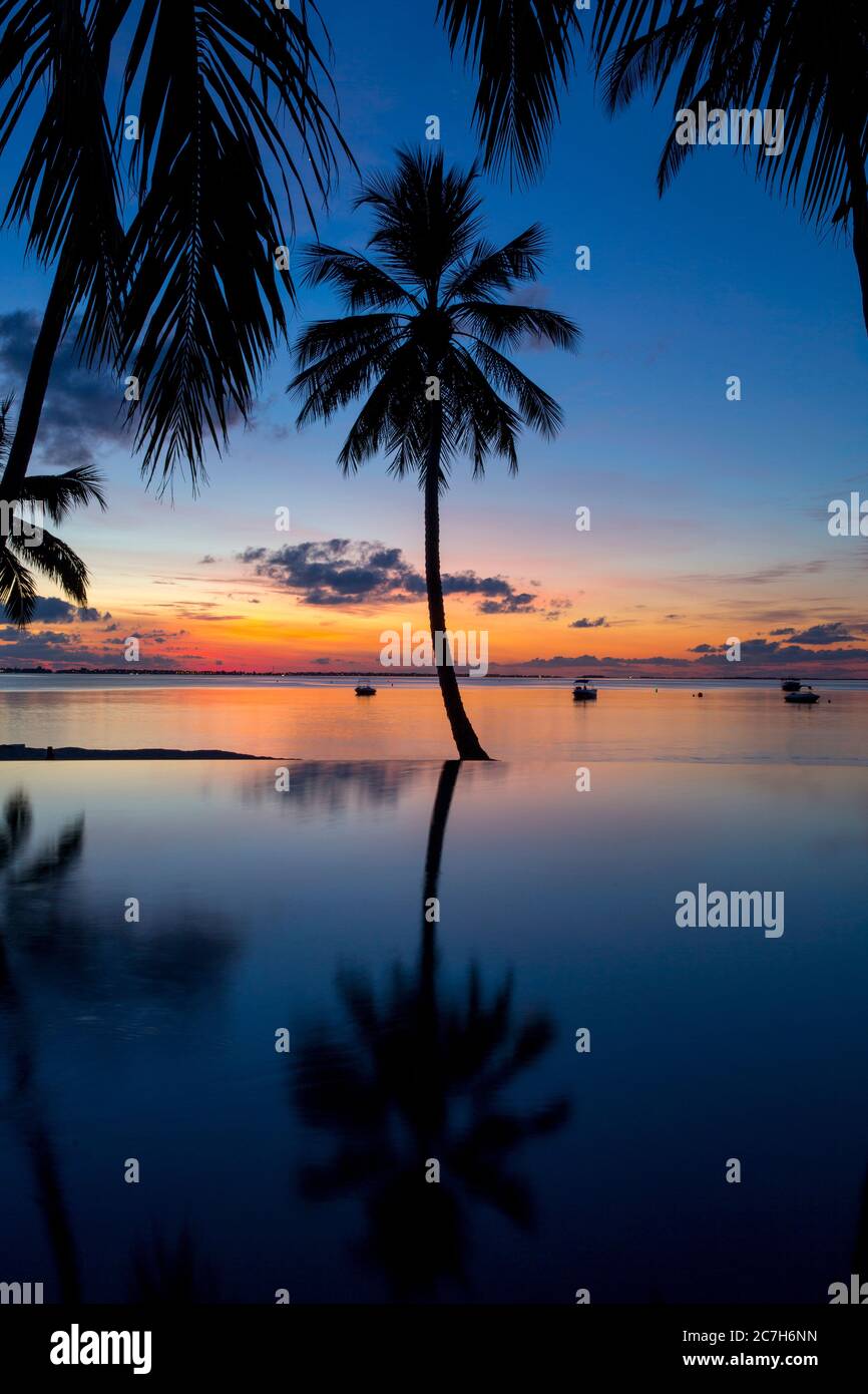 Plage de palmiers, piscine, coucher de soleil, Shangri-la's Villingili Resort & Spa, Villingili, Maldives, Océan Indien Banque D'Images