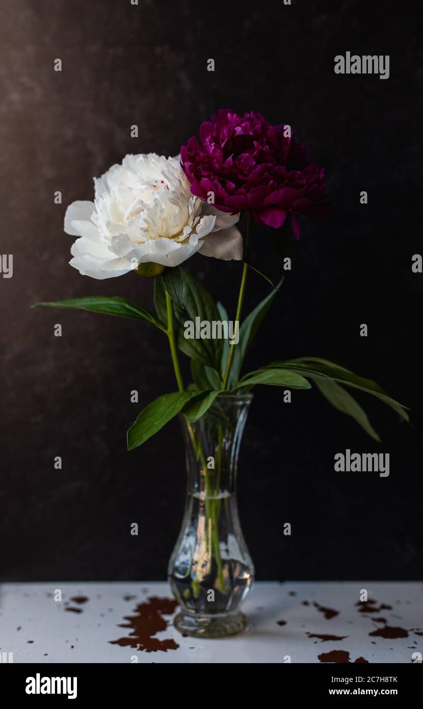 Fleurs de pivoine blanches et roses dans un vase sur fond sombre. Banque D'Images