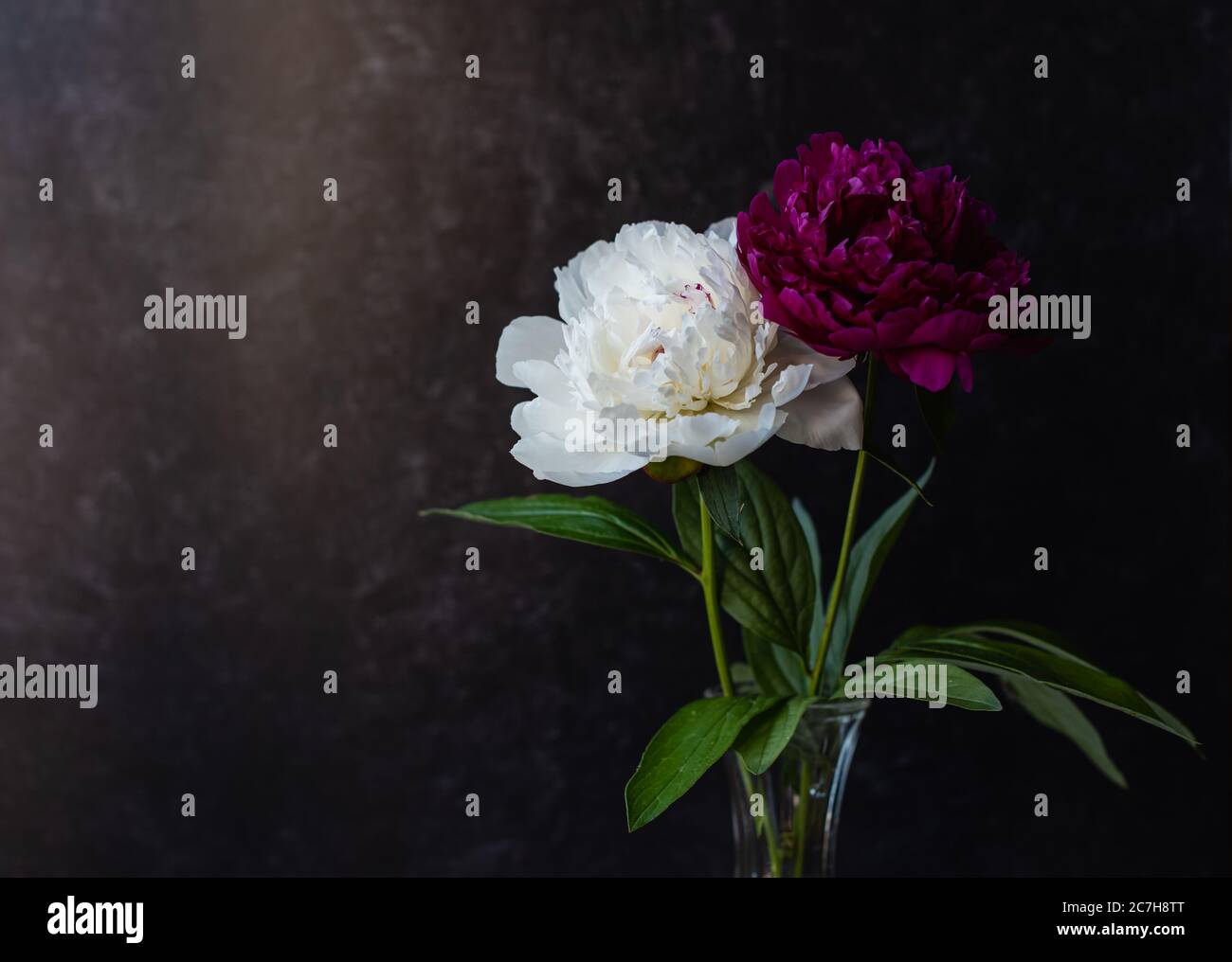 Fleurs de pivoine blanches et roses dans un vase sur fond sombre. Banque D'Images