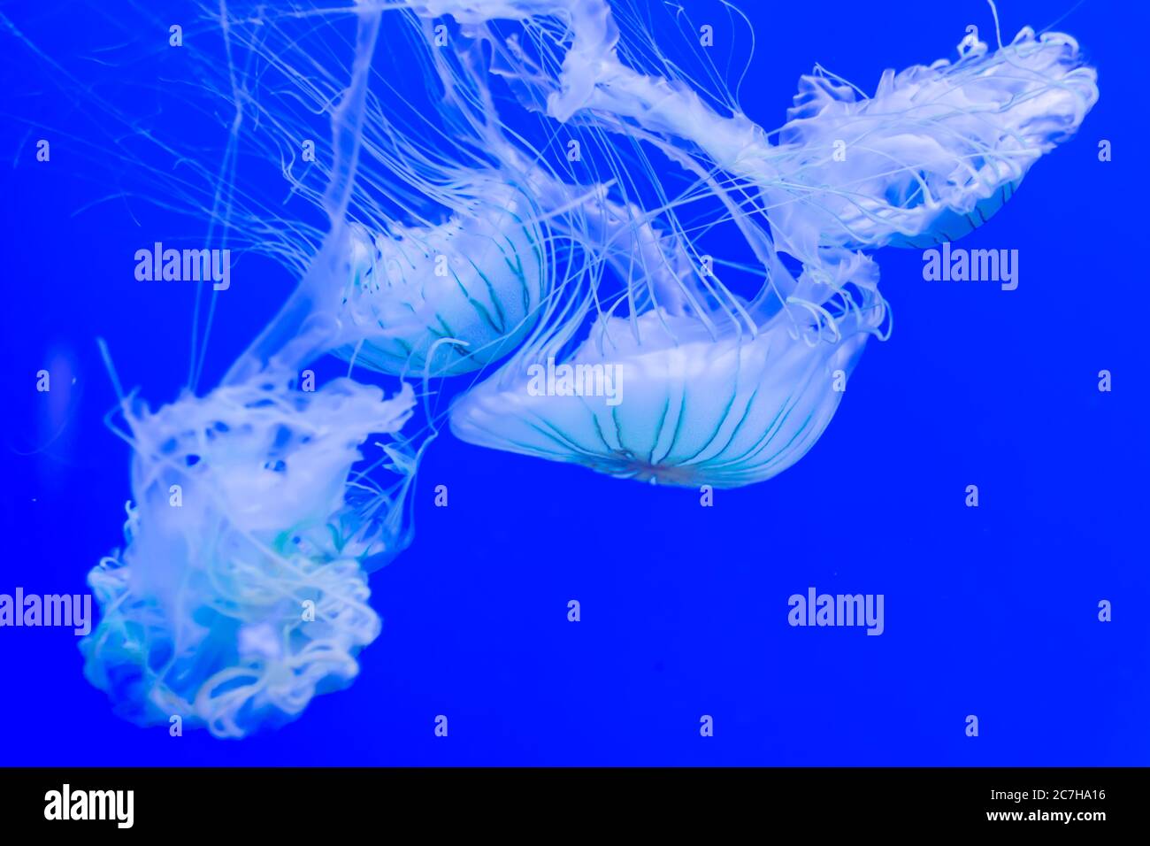 Belles méduses flottant dans l'eau de l'aquarium Banque D'Images