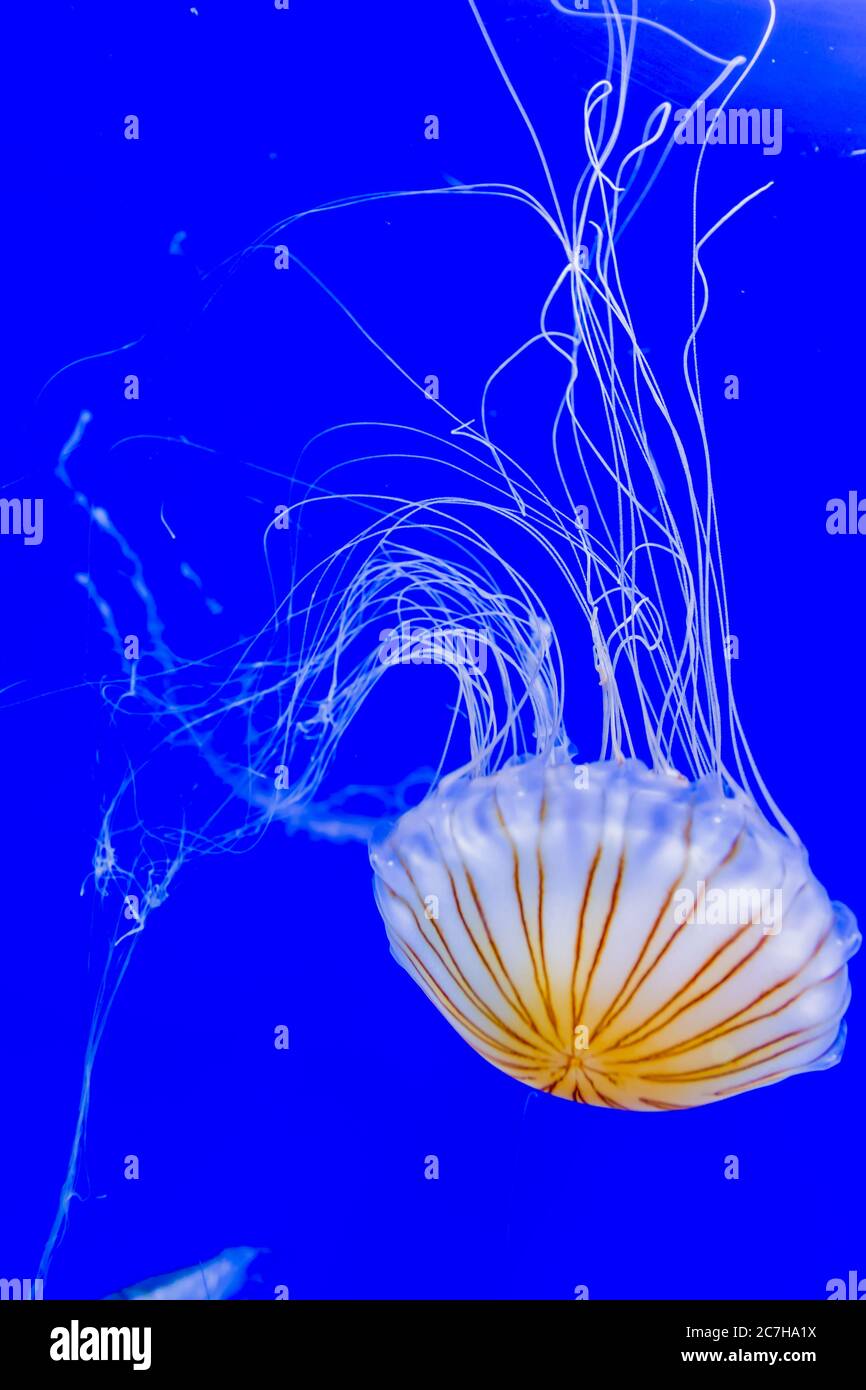 Belles méduses flottant dans l'eau de l'aquarium Banque D'Images