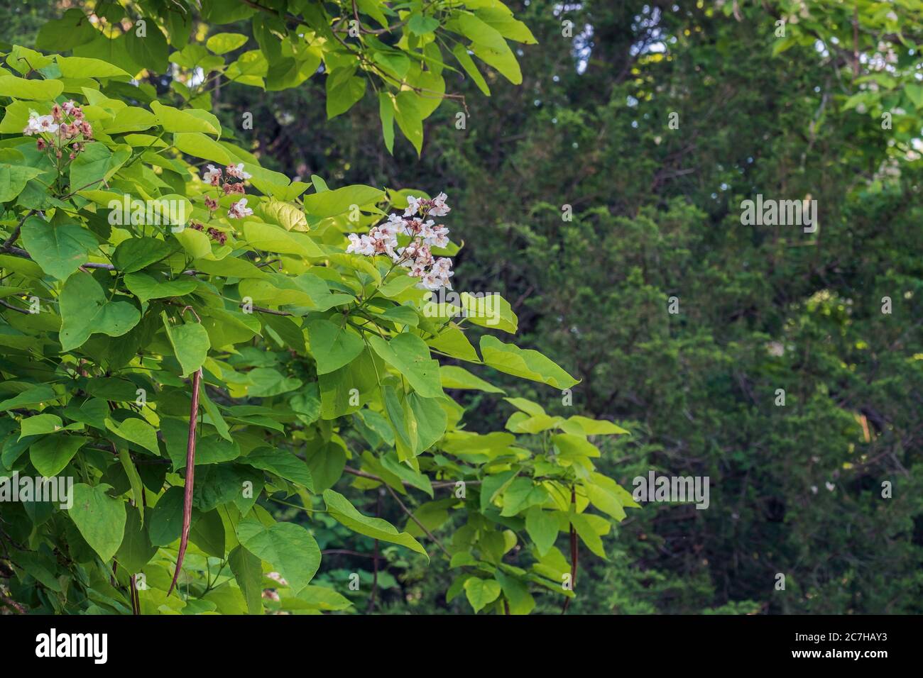 Catalpa bignonioides, sud de la catalogne, un arbre à fleurs en Oklahoma, aux États-Unis. Banque D'Images