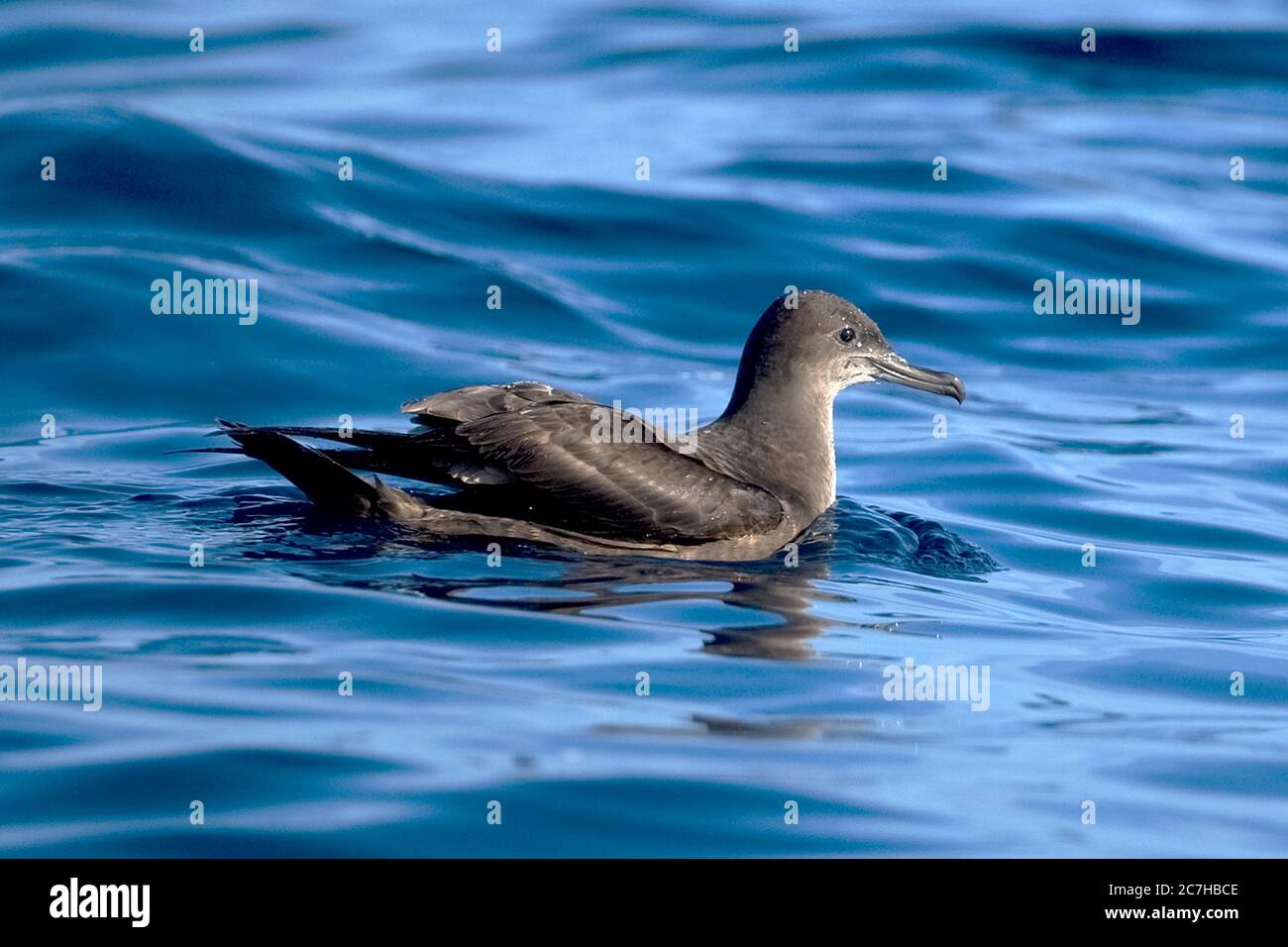 Puffin fuligineux (Ardenna grisea) Banque D'Images