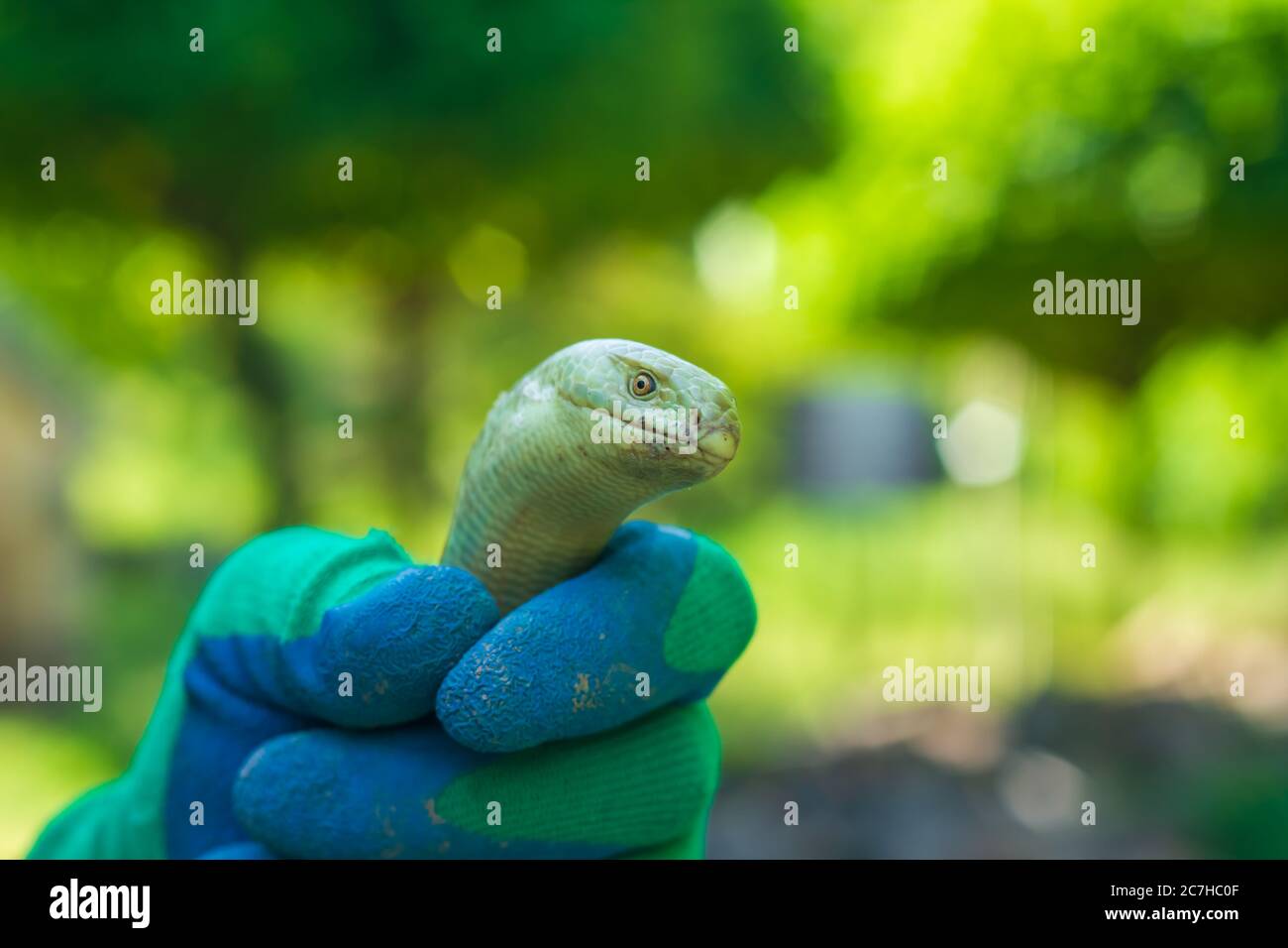 agriculteur tenant un serpent vert, travailleur tenant un serpent vert Banque D'Images