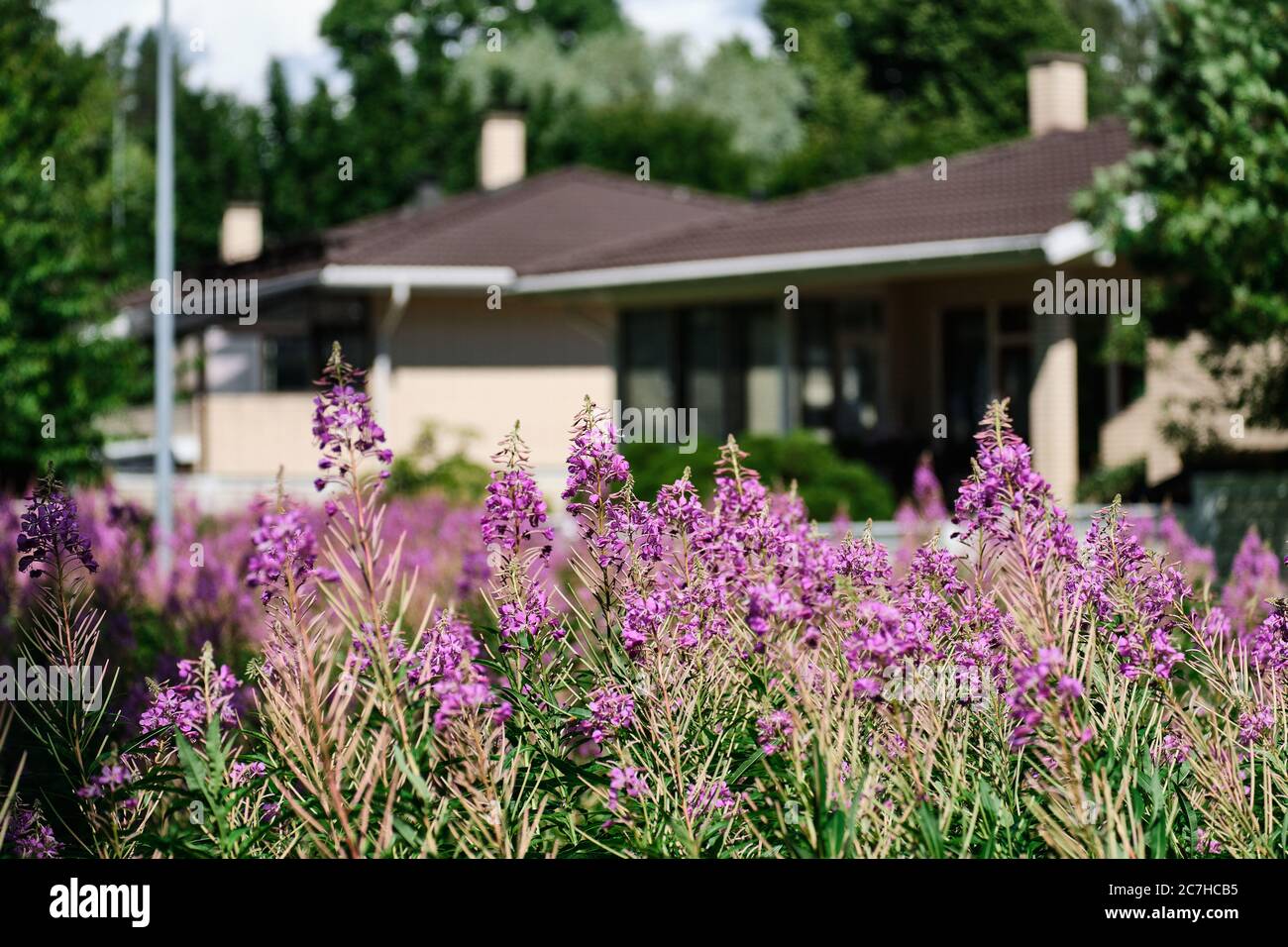 Chamaenerion fleurit sur le fond flou avec le bâtiment résidentiel. Banque D'Images