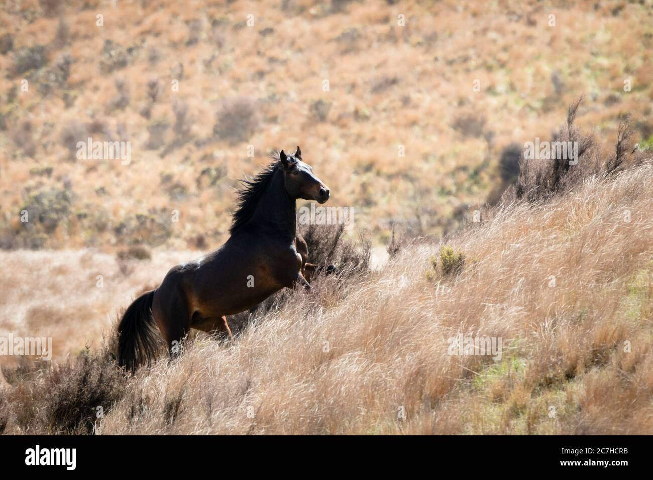 Un cheval sauvage noir Kaimanawa qui s'élance dans les collines de tussock rouges Banque D'Images