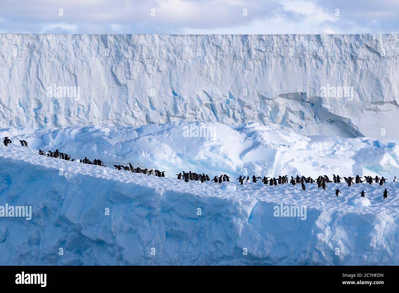 Les pingouins de Gentoo sur un iceberg tabulaire, effondrement de Larsen Iceshelf, réchauffement climatique, Iceberg A57A, Banque D'Images