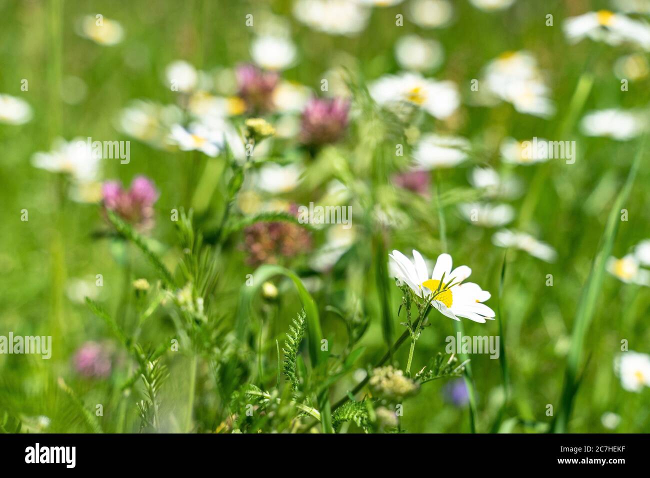 Europe, Autriche, Tyrol, Alpes de l'Ötztal, Ötztal, prairie florale d'été dans l'Ötztal Banque D'Images