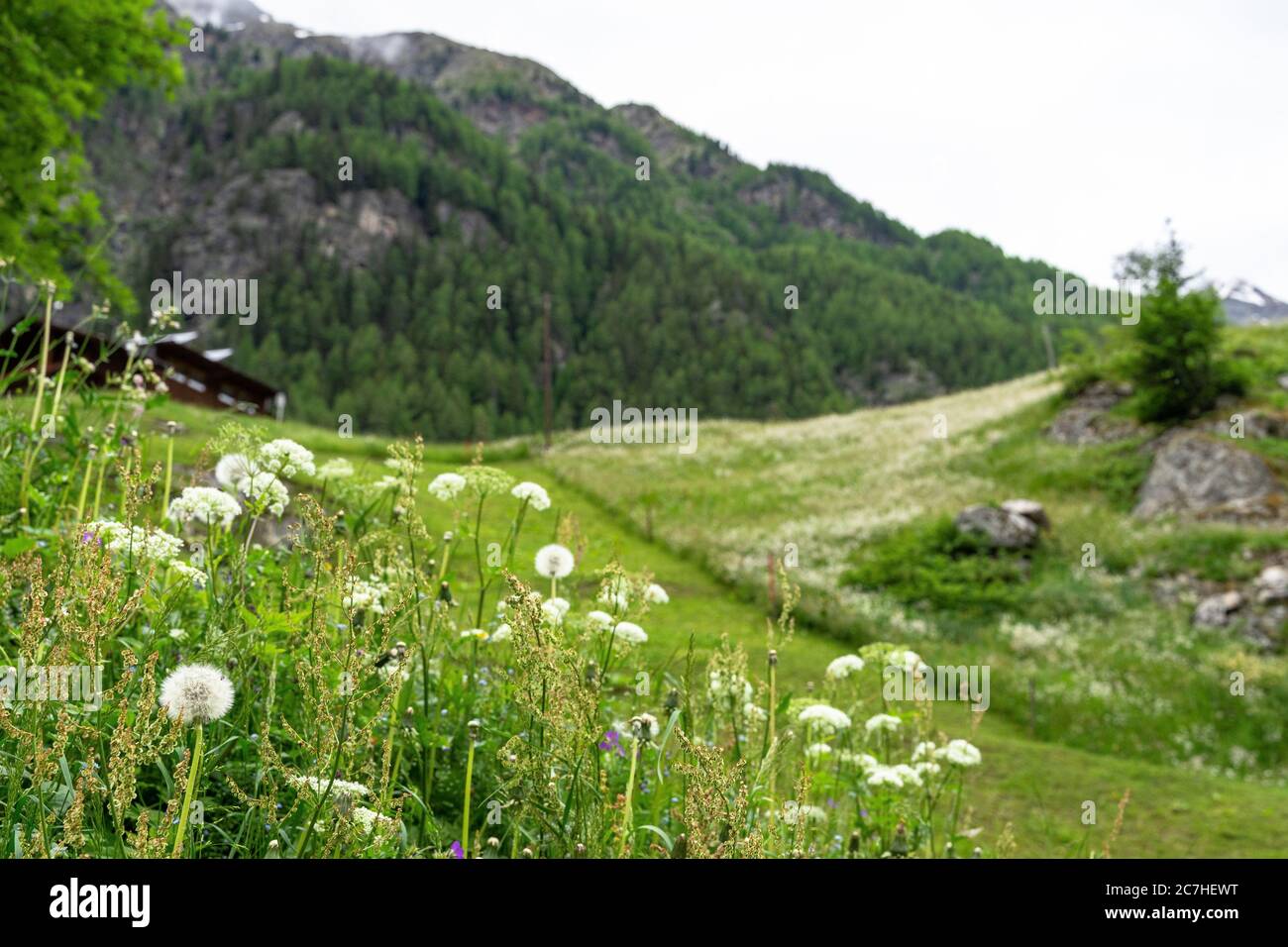 Europe, Autriche, Tyrol, Alpes de l'Ötztal, Ötztal, pré de montagne près de Granstein dans l'Ötztal Banque D'Images