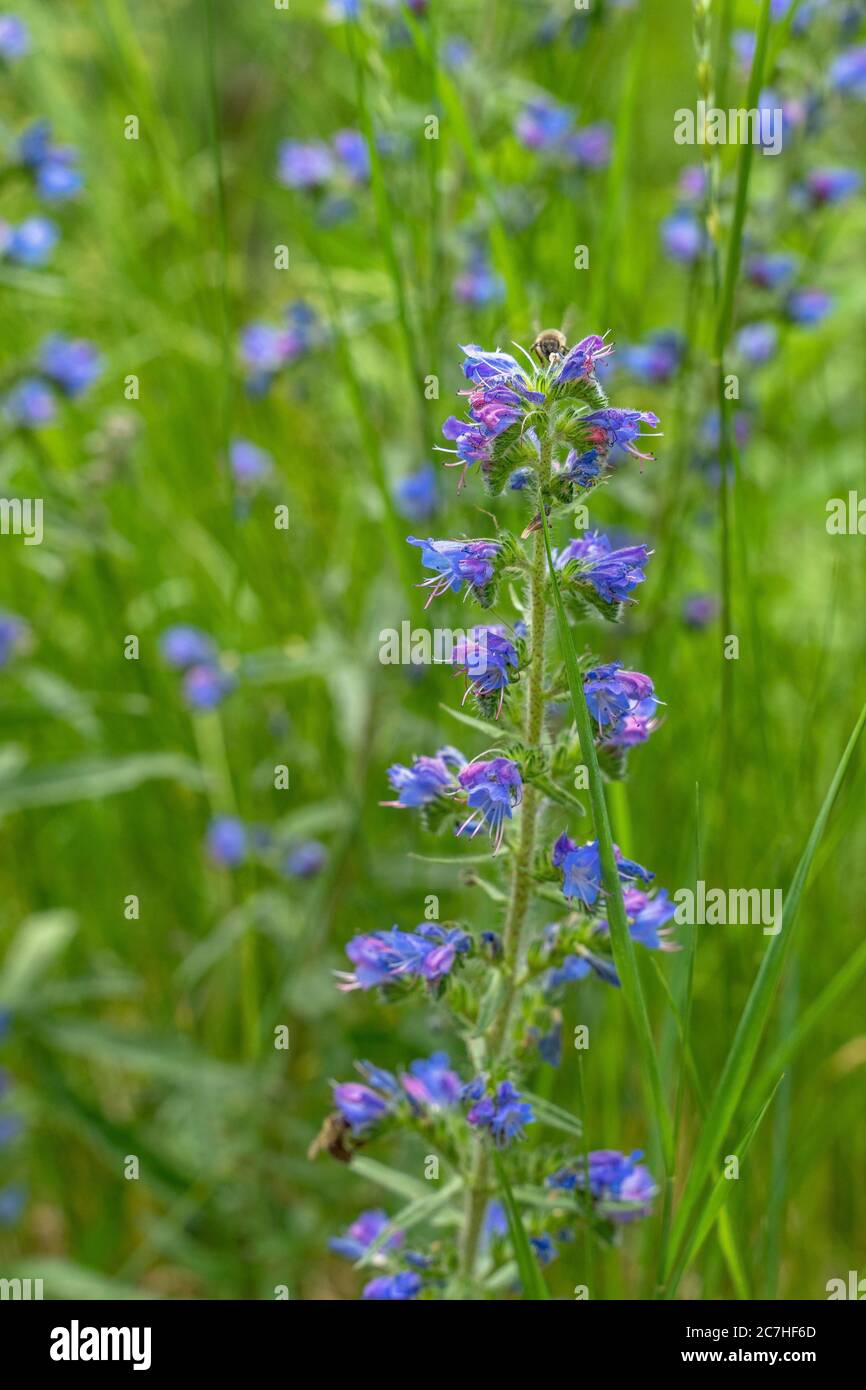 Europe, Autriche, Tyrol, Alpes de l'Ötztal, Ötztal, tête de serpent commune sur un pré de fleurs dans l'Ötztal Banque D'Images