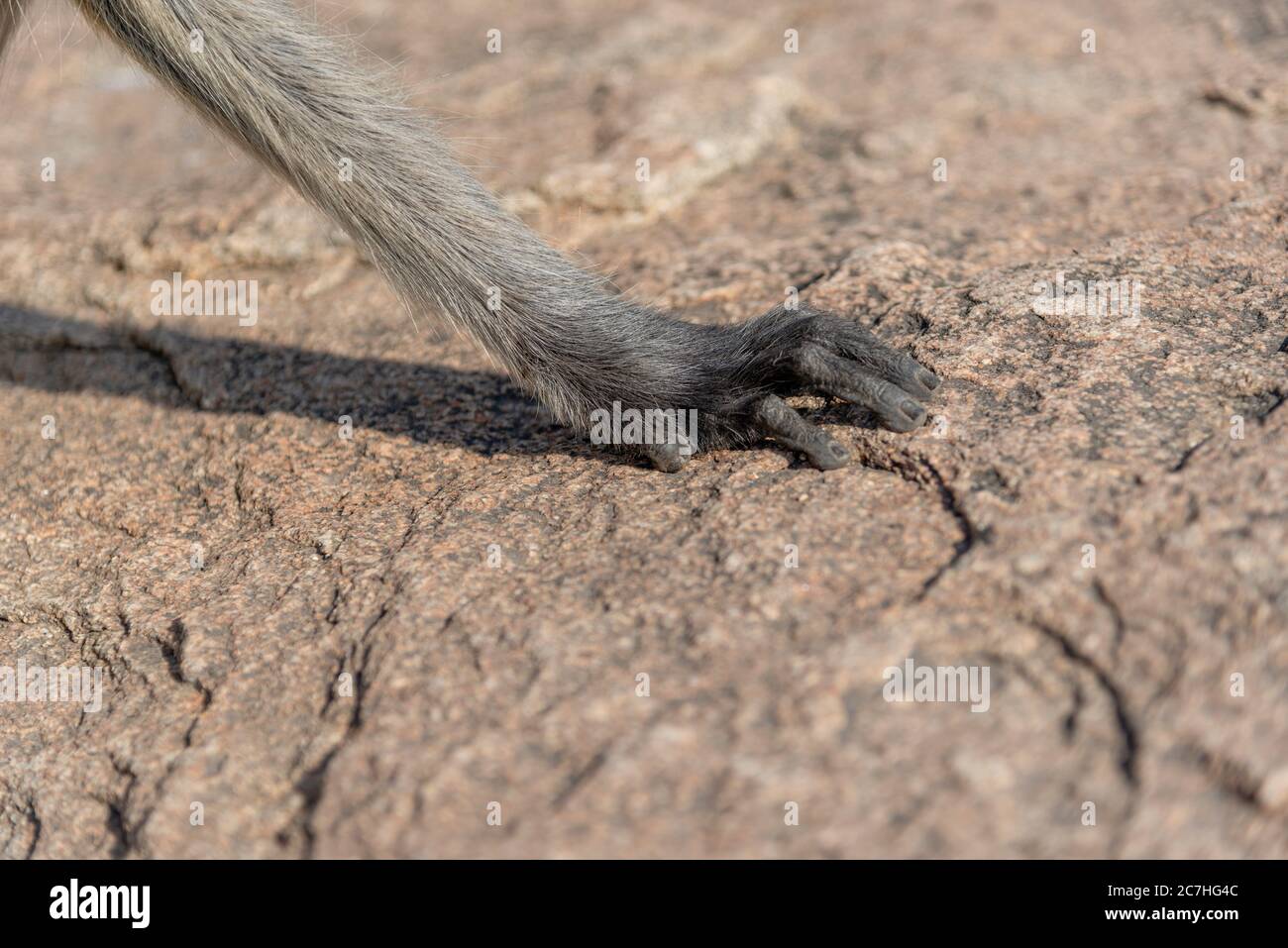 Griffe d'Indian Langur sur la surface de la roche Banque D'Images