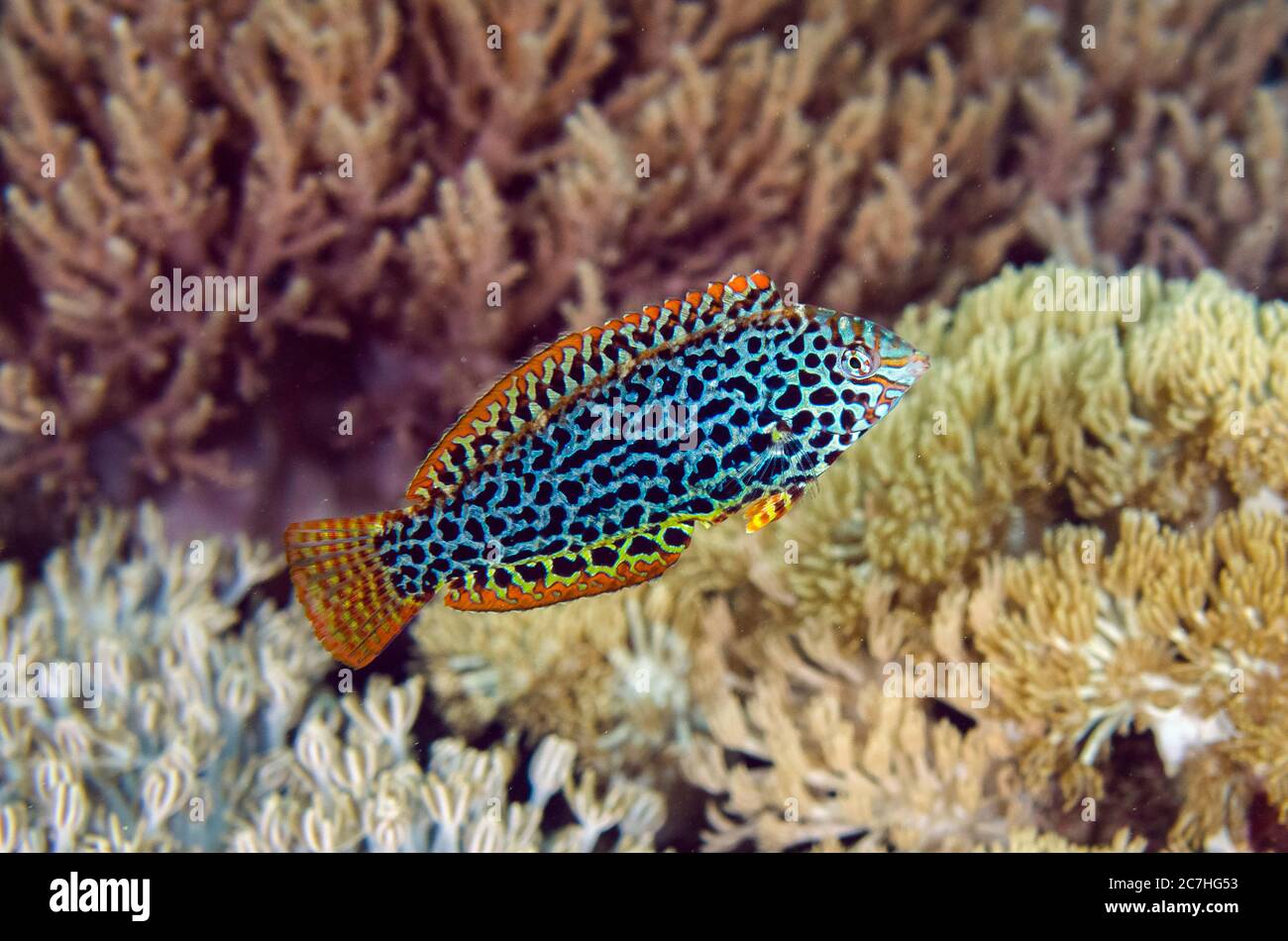 Wrasse ornée, Matropharyngodon ornatus, site de plongée Demak, île Bangka, Sulawesi nord, Indonésie, Océan Pacifique Banque D'Images