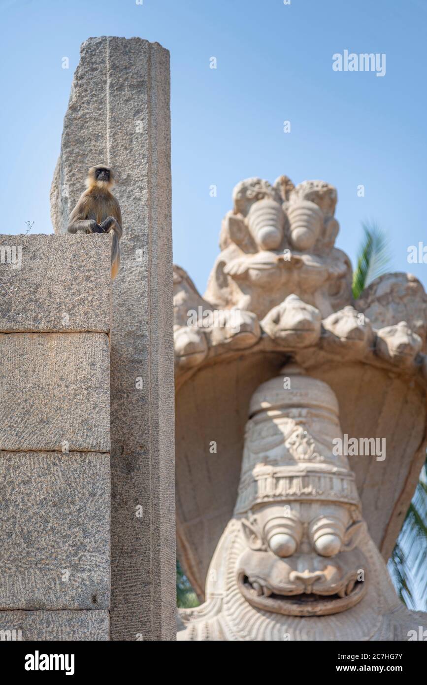Singe langur indien à côté de la tête de la statue de l'animal Banque D'Images