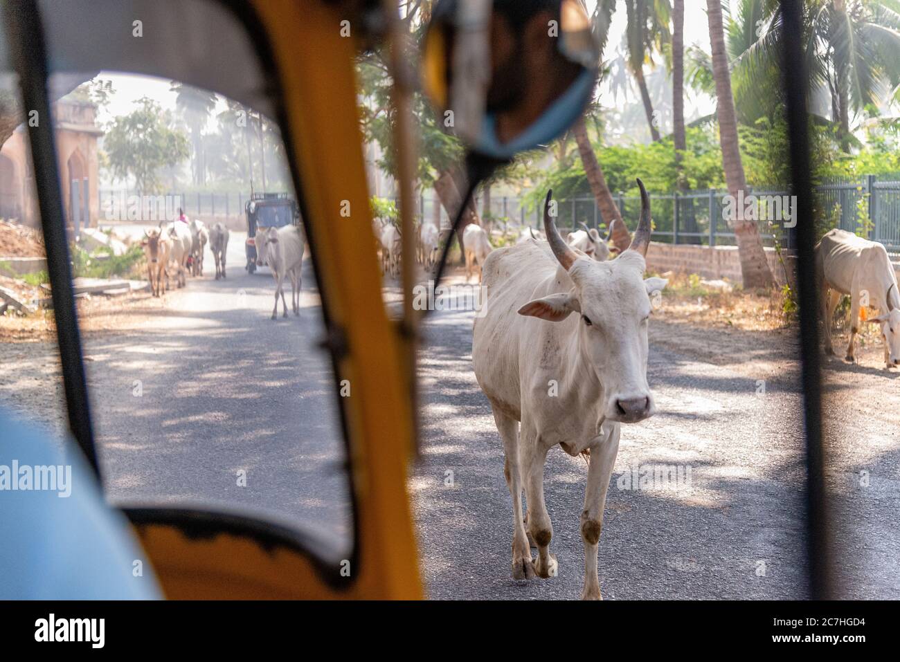 Vue depuis la voiture des vaches indiennes dans la rue Banque D'Images