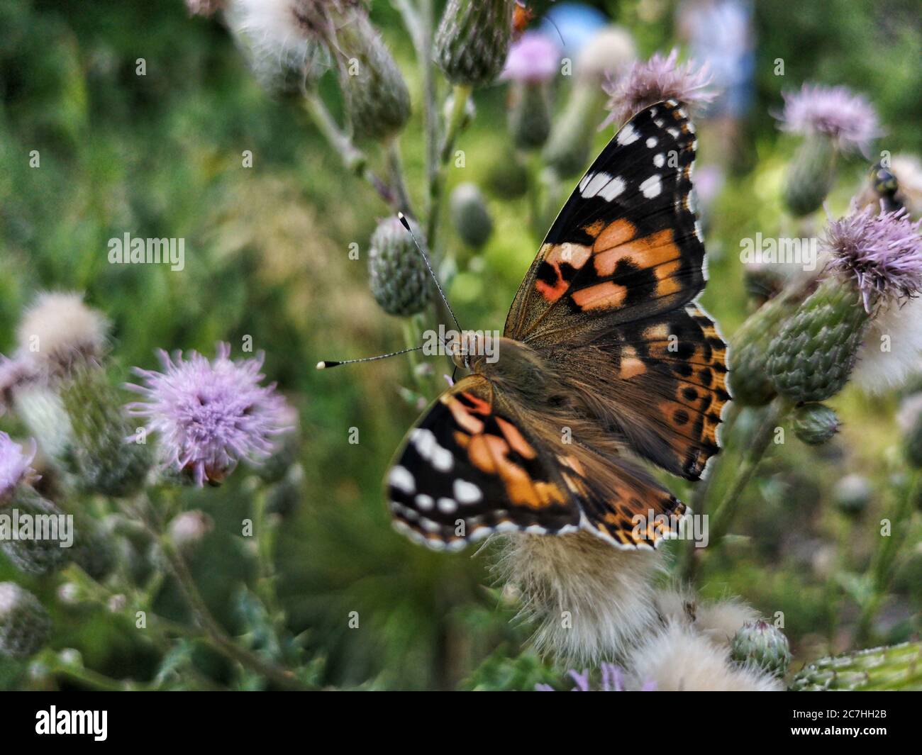 Gros plan d'un beau papillon sur une plante Banque D'Images