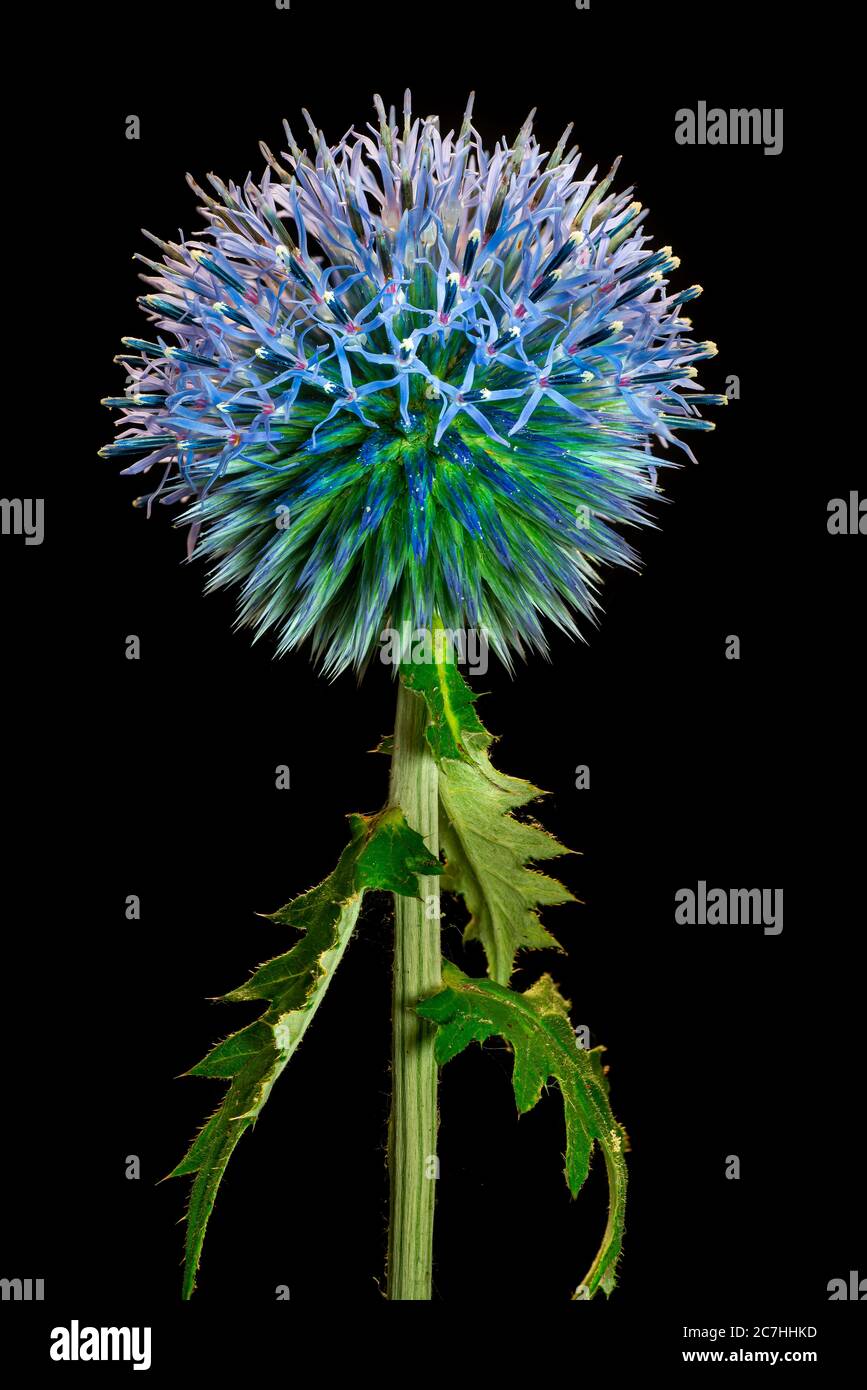 Chardon du globe terrestre du Sud (Echinops ritro) rétroéclairé avec fond noir. Jardin populaire vivace indigène au sud de l'Europe et d'autres régions autour de la M Banque D'Images