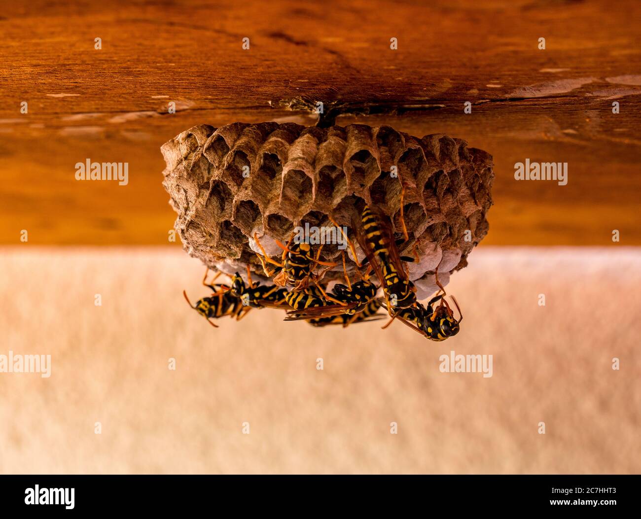 Gros plan de nid de guêpe avec quelques guêpes (Vespula vulgaris) à sa surface. Un des travailleurs de guêpe traitant de nouveaux matériaux. Banque D'Images