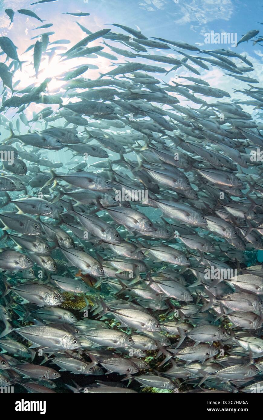 École de Bigeye Trevally, Caranx sexfasciatus, site de plongée de Barracuda point, île de Sipadan, Sabah, Malaisie, Mer des Célébes Banque D'Images