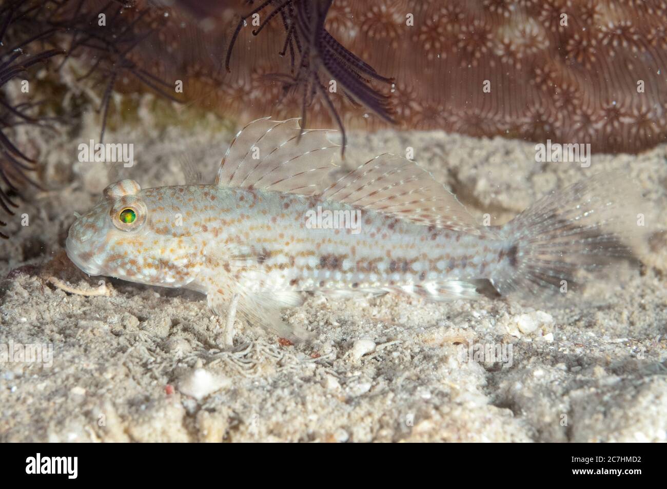 Filamanted Goby, Exyrias sp, site de plongée Pulau Putri, île Princess, 1000 îles, près de Jakarta, Java, Indonésie, mer de Java Banque D'Images