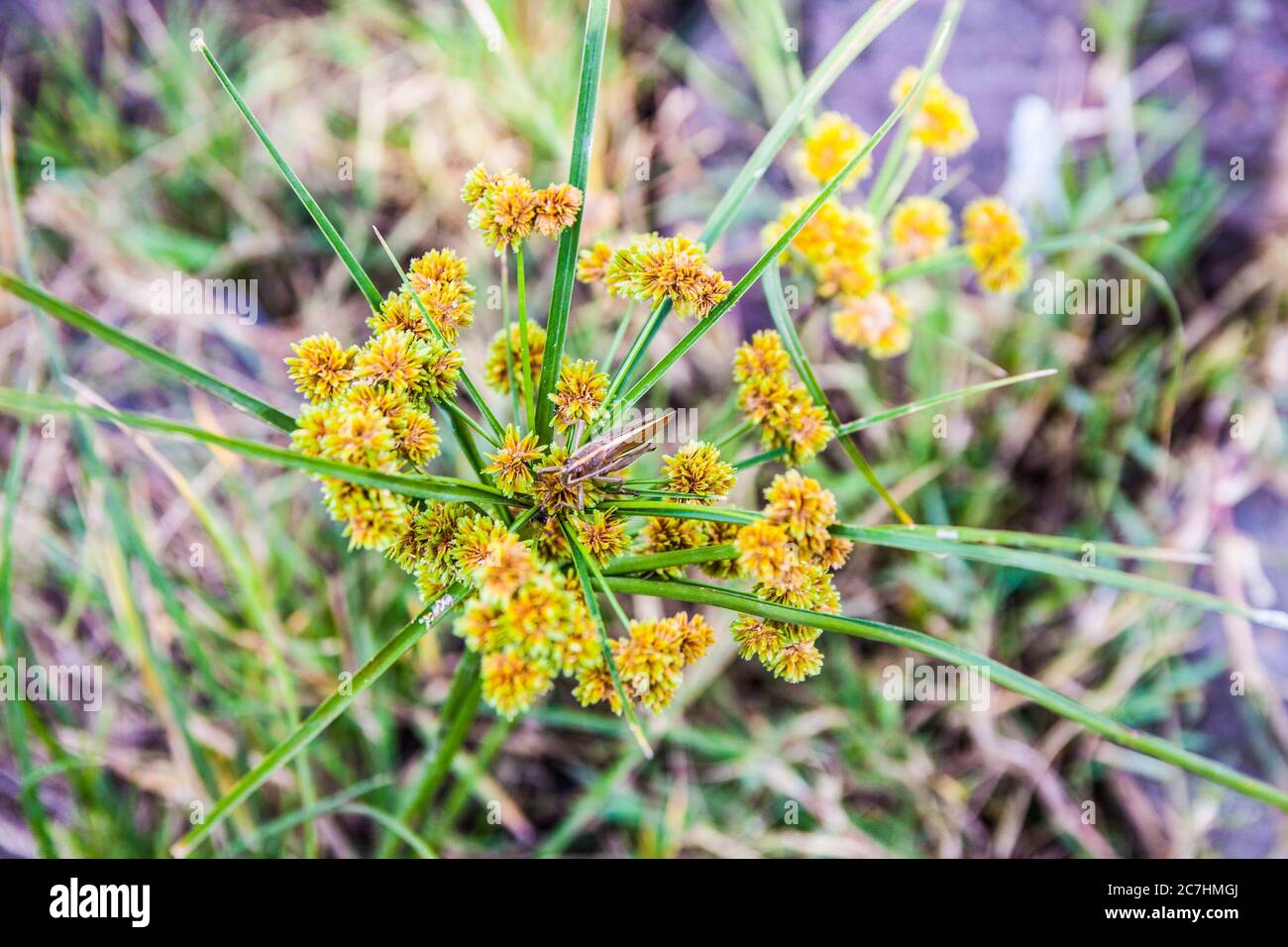 Gros plan d'un criquet sur de petites fleurs jaunes Banque D'Images