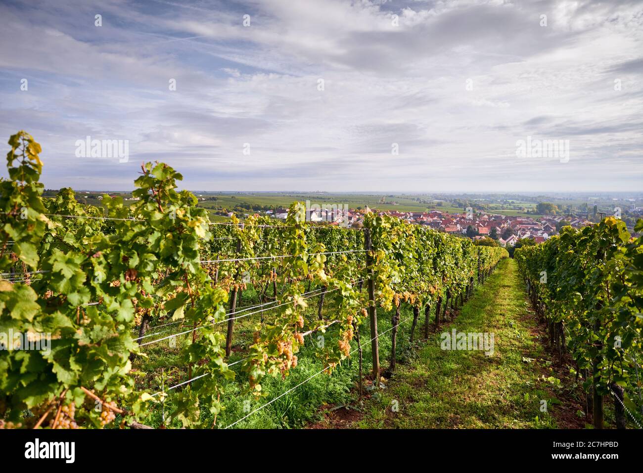 Vignoble, rangée de vignes avec raisins Riesling mûrs, vue sur Ungstein Banque D'Images